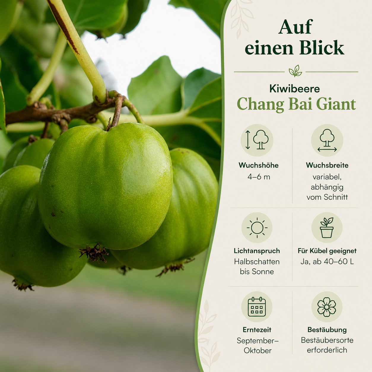 Kiwibeere 'Chang Bai Giant'