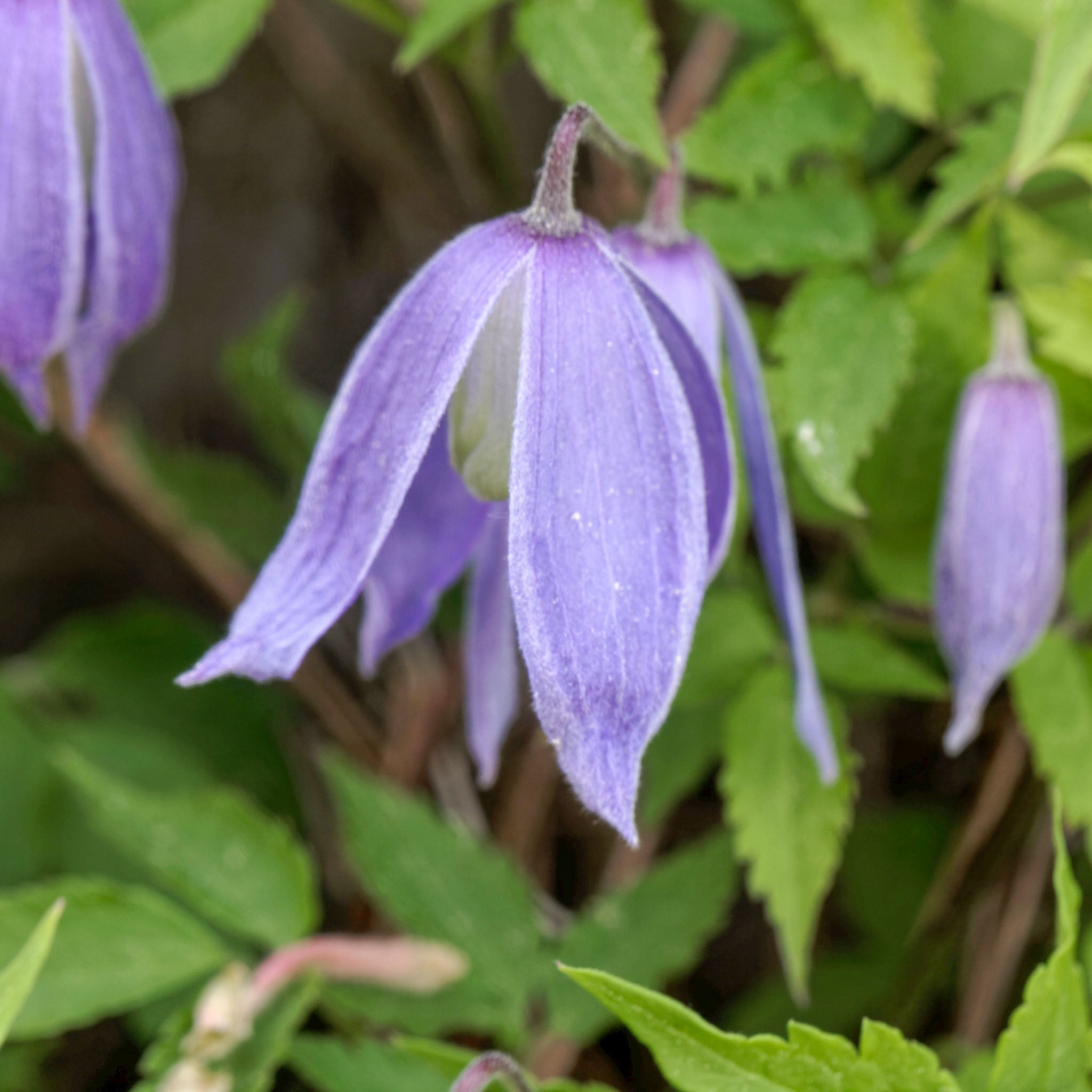 Alpen-Waldrebe 'Frances Rivis'