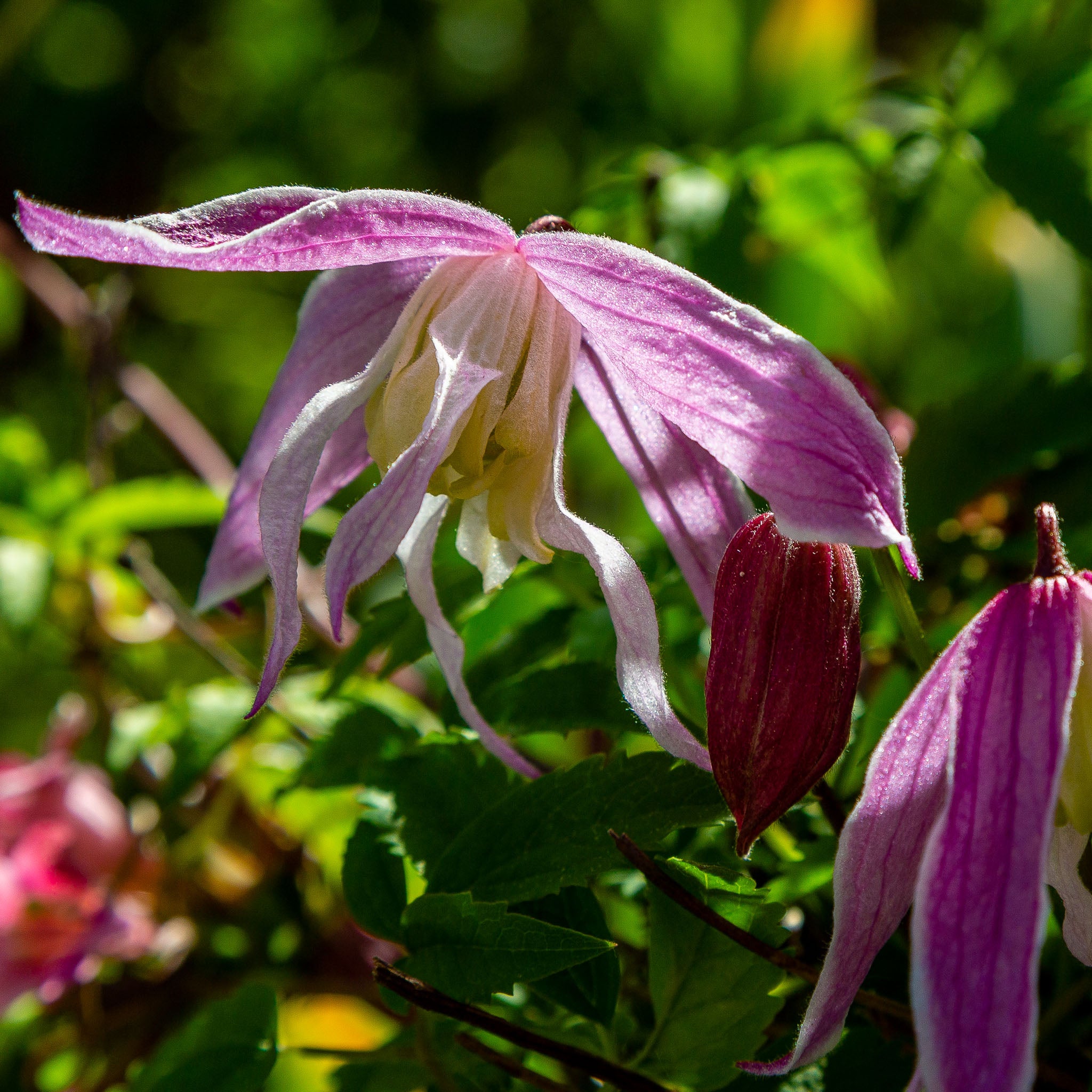 Großblütige Alpen-Waldrebe 'Rosy O'Grady'