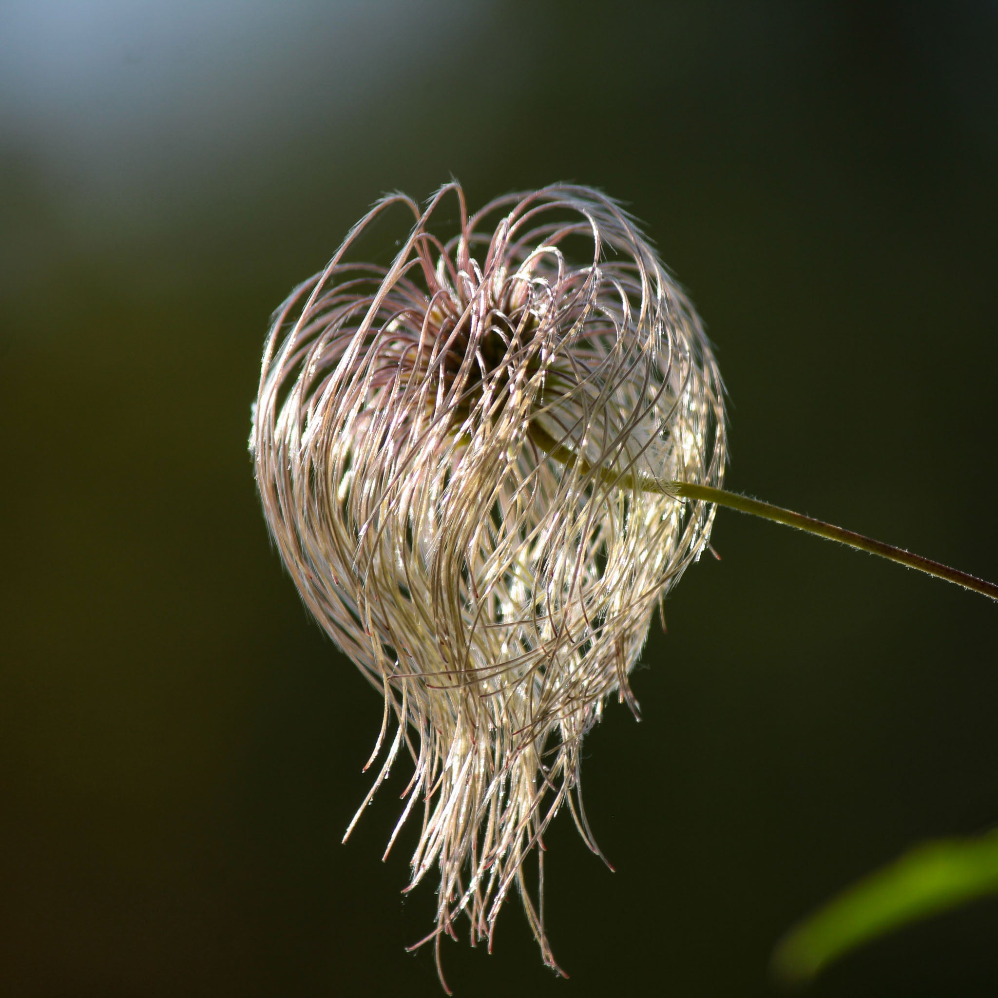 Großblütige Alpen-Waldrebe 'Rosy O'Grady'