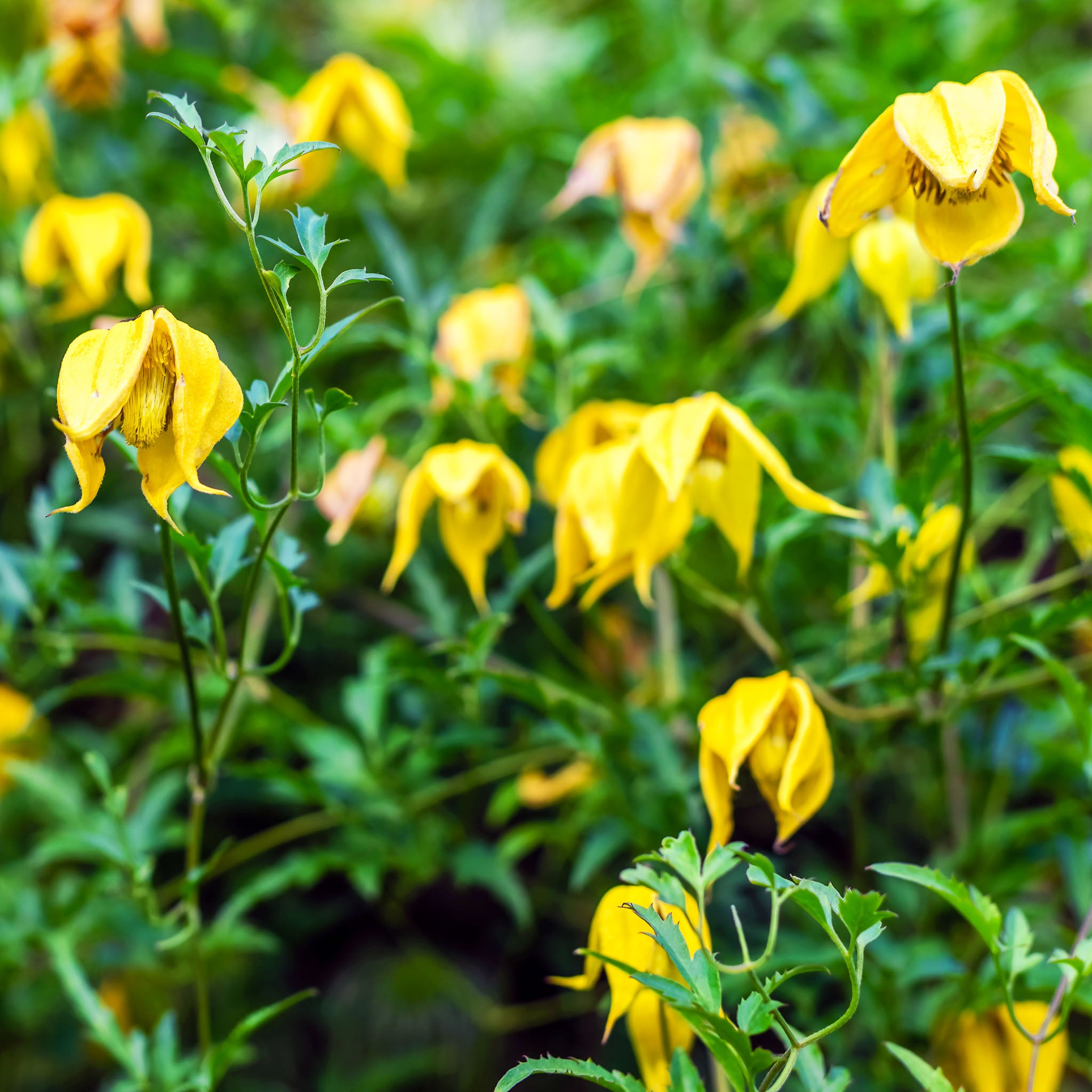 Orientalische Waldrebe 'Bill MacKenzie'