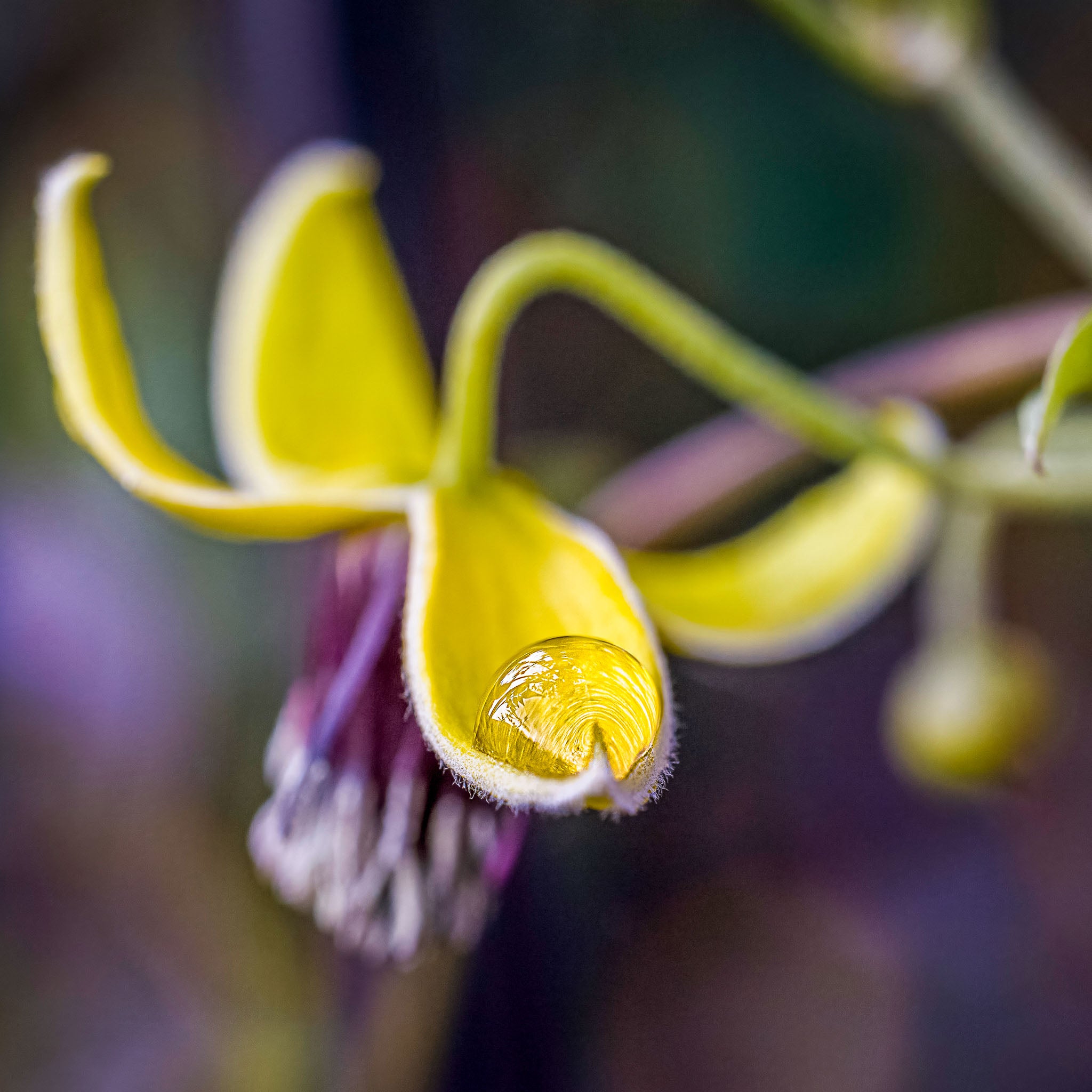 Gold-Waldrebe 'Golden Harvest'