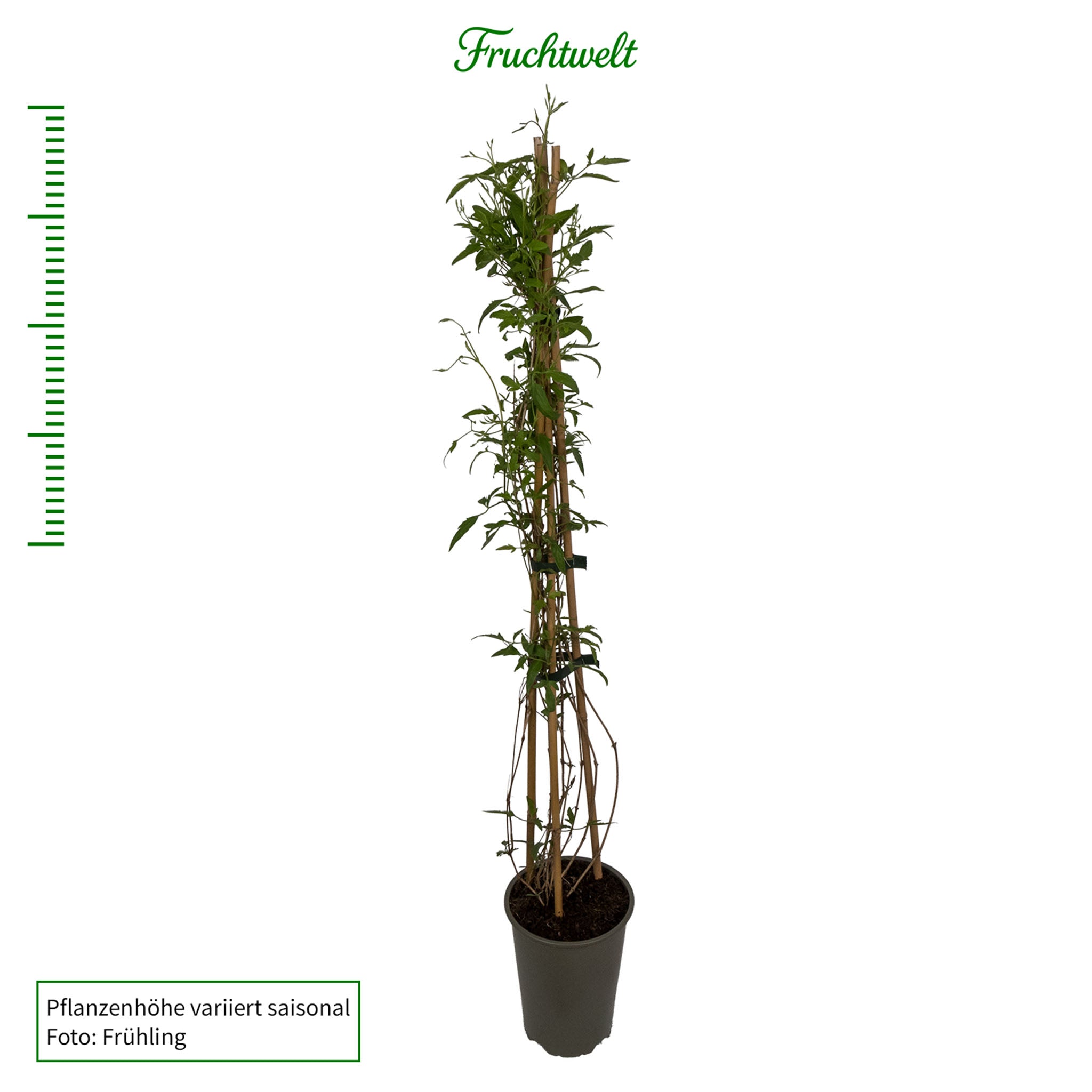 Gold-Waldrebe 'Golden Harvest'