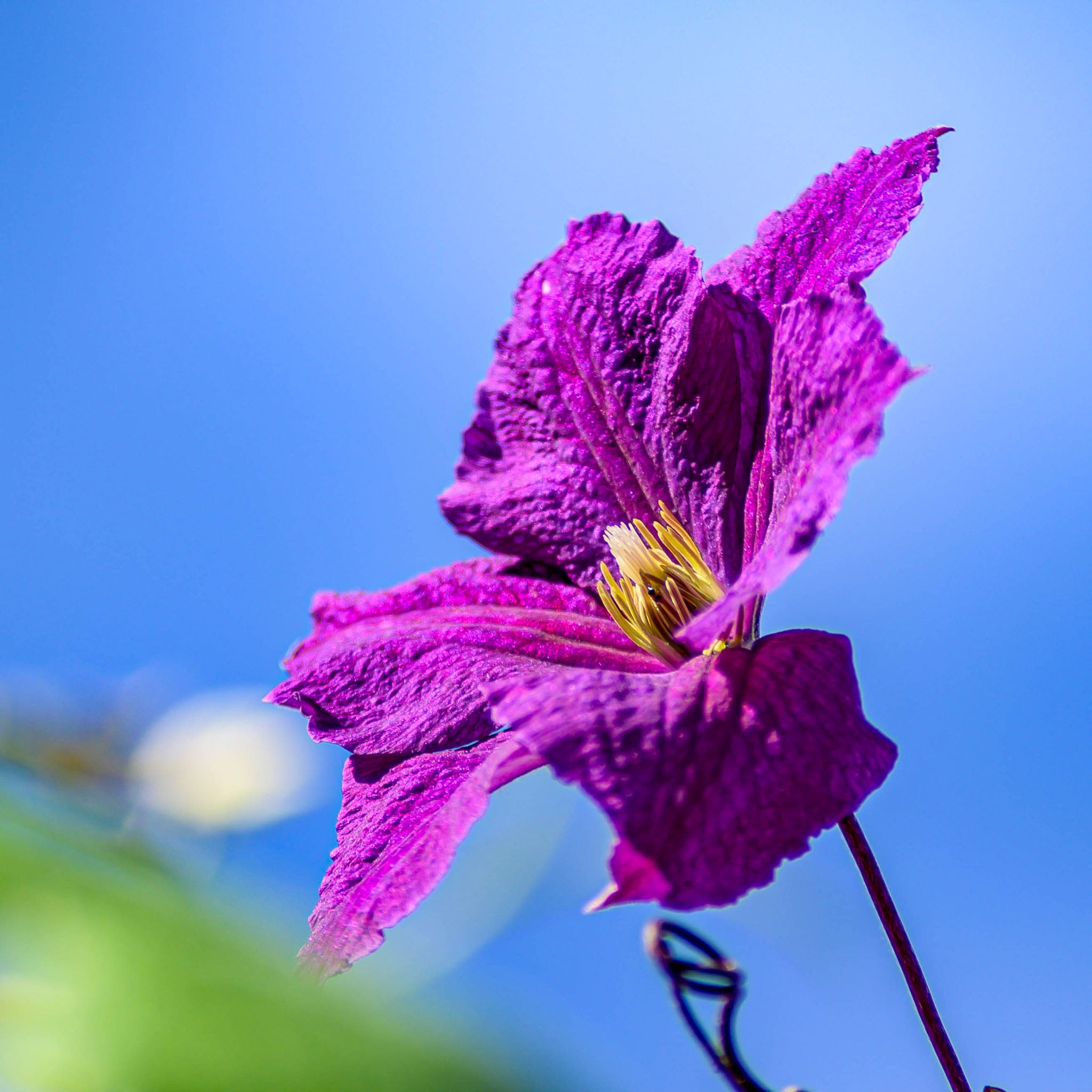 Italienische Waldrebe 'Etoile Violette'