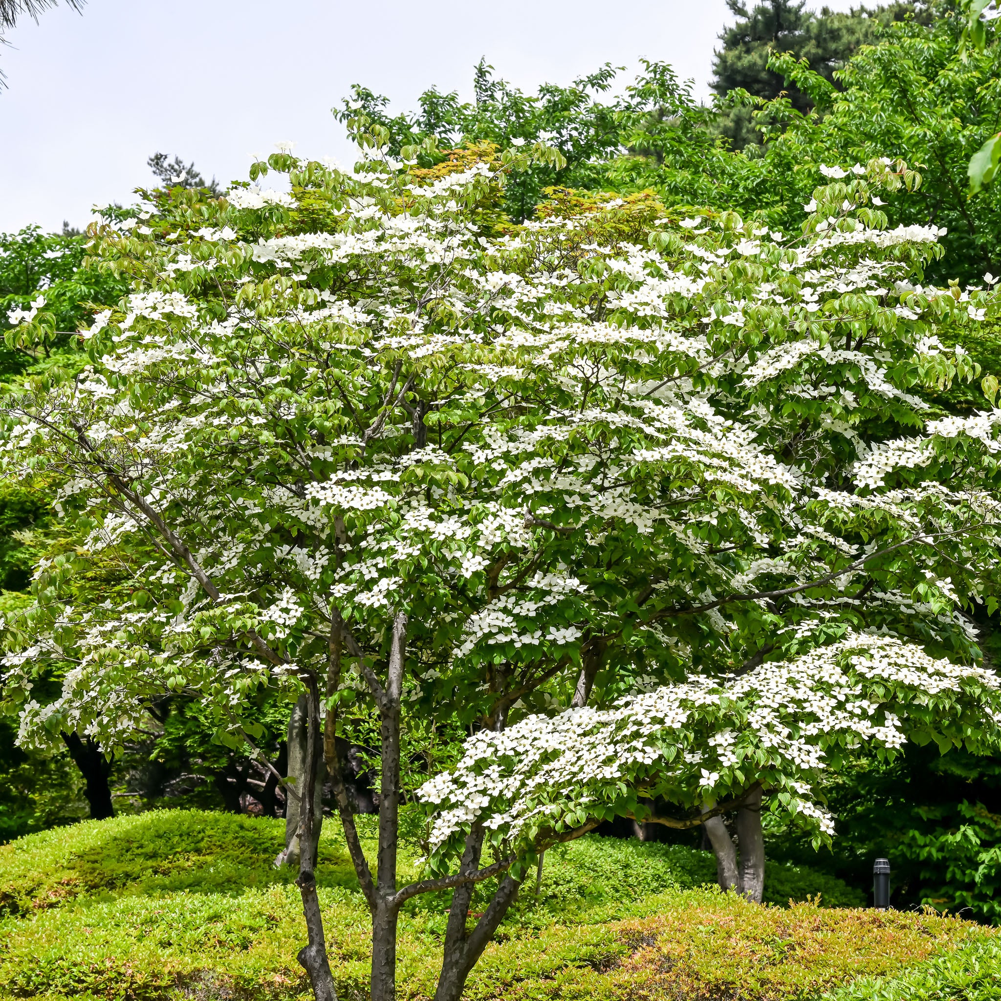 Blumenhartriegel 'Milky Way'