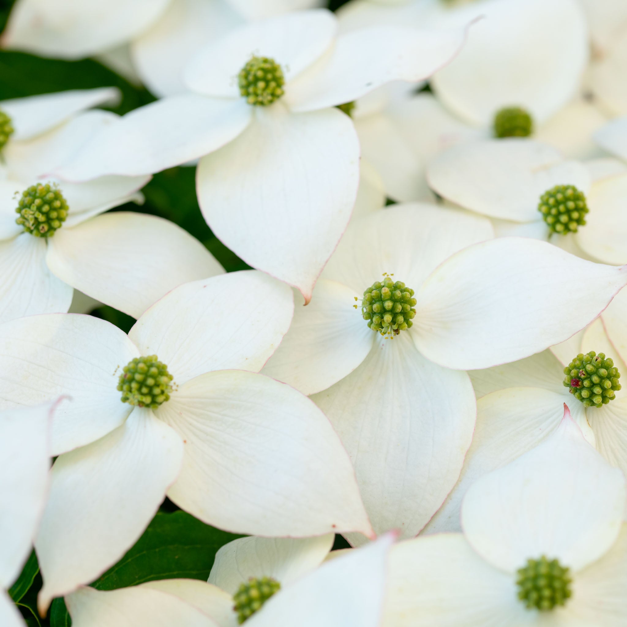 Blumenhartriegel 'Milky Way'