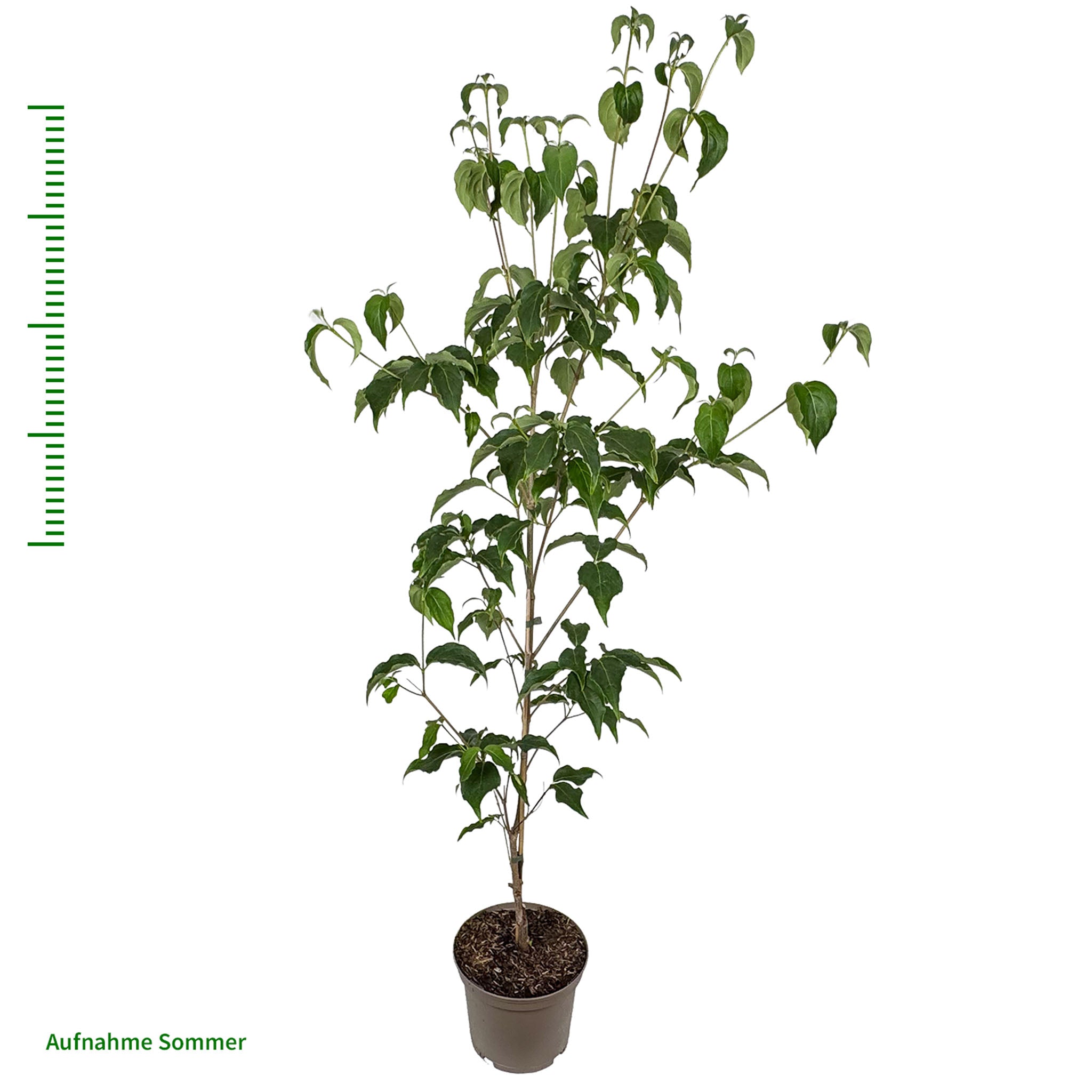 Blumenhartriegel 'Milky Way'