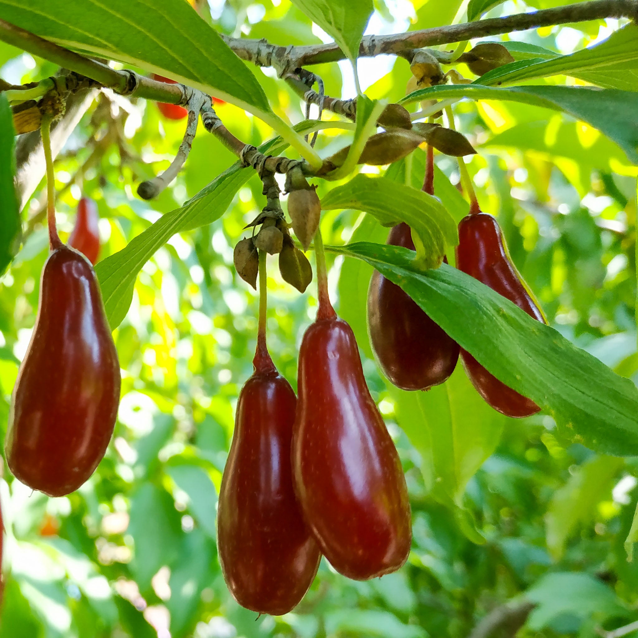 Kornelkirsche 'Elegantnyj'
