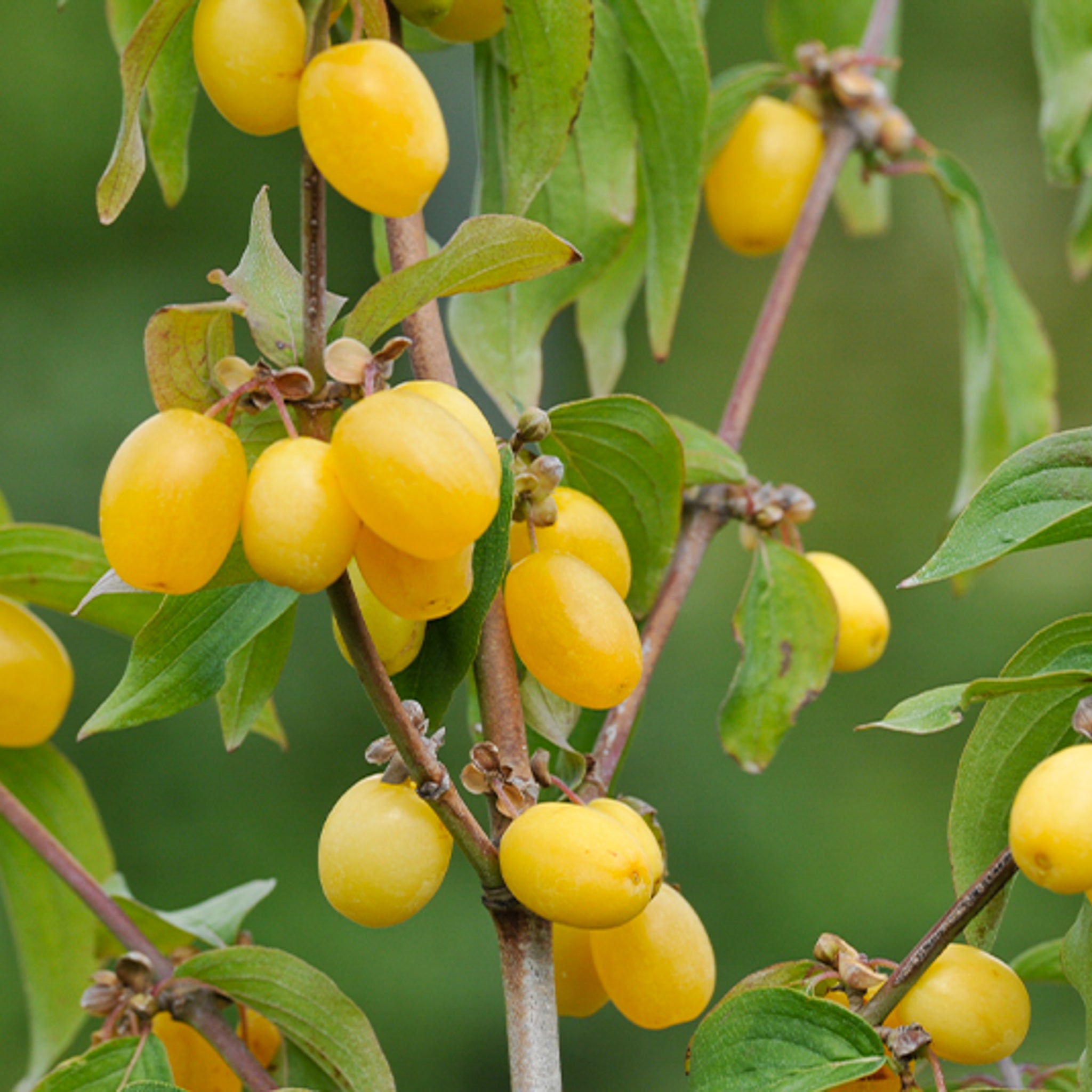 Kornelkirsche 'Flava'