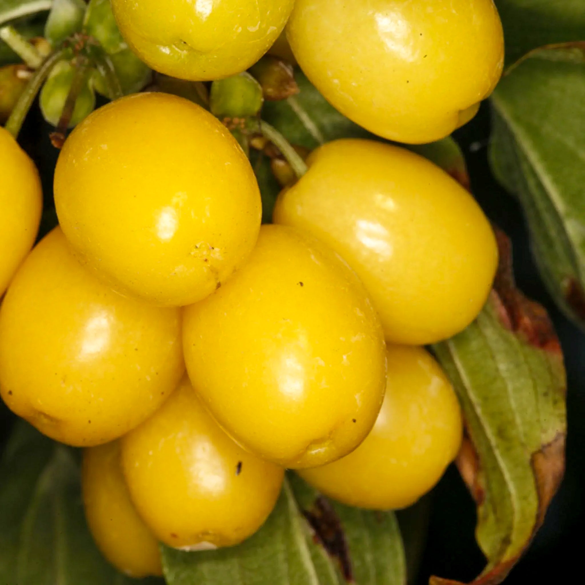 Kornelkirsche 'Flava'