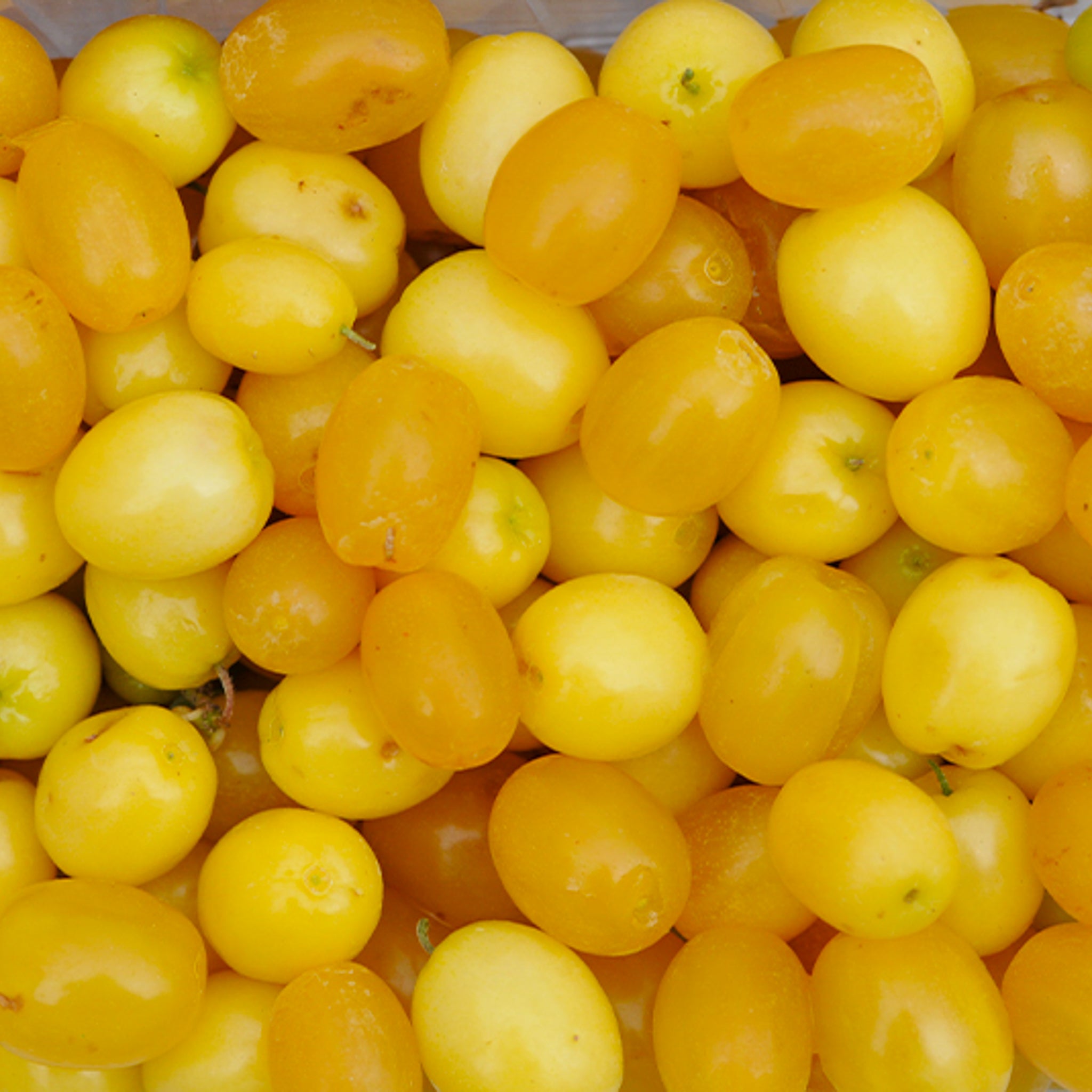 Kornelkirsche 'Flava'