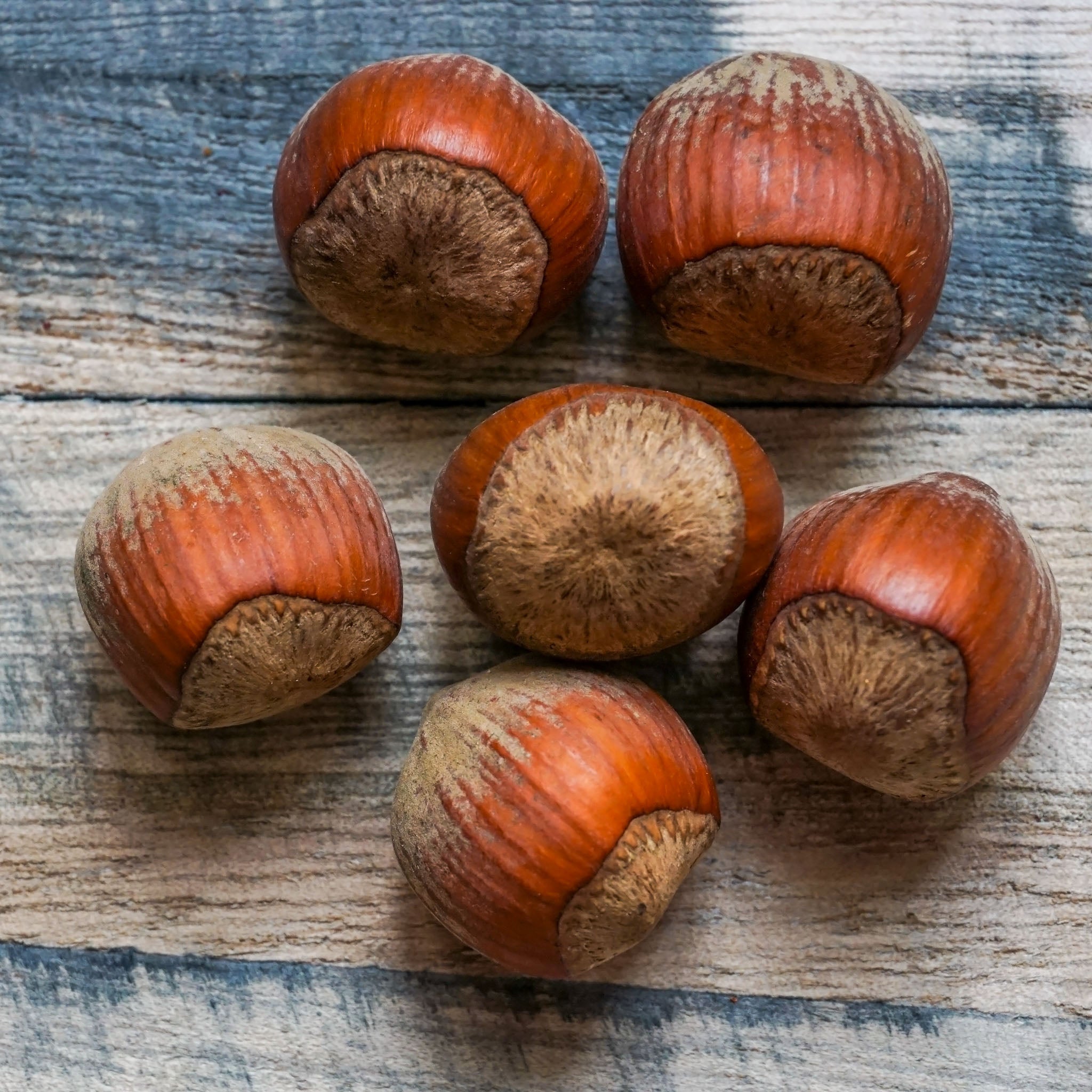 Haselnuss 'Corabel'