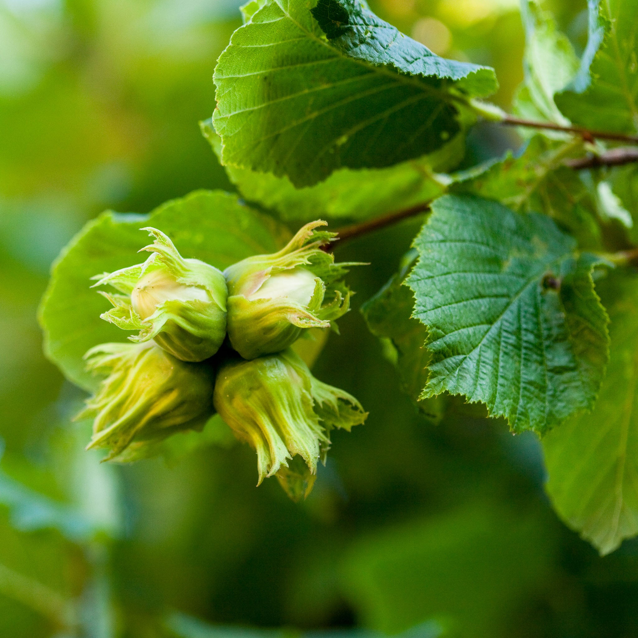 Haselnuss 'Katalonski'