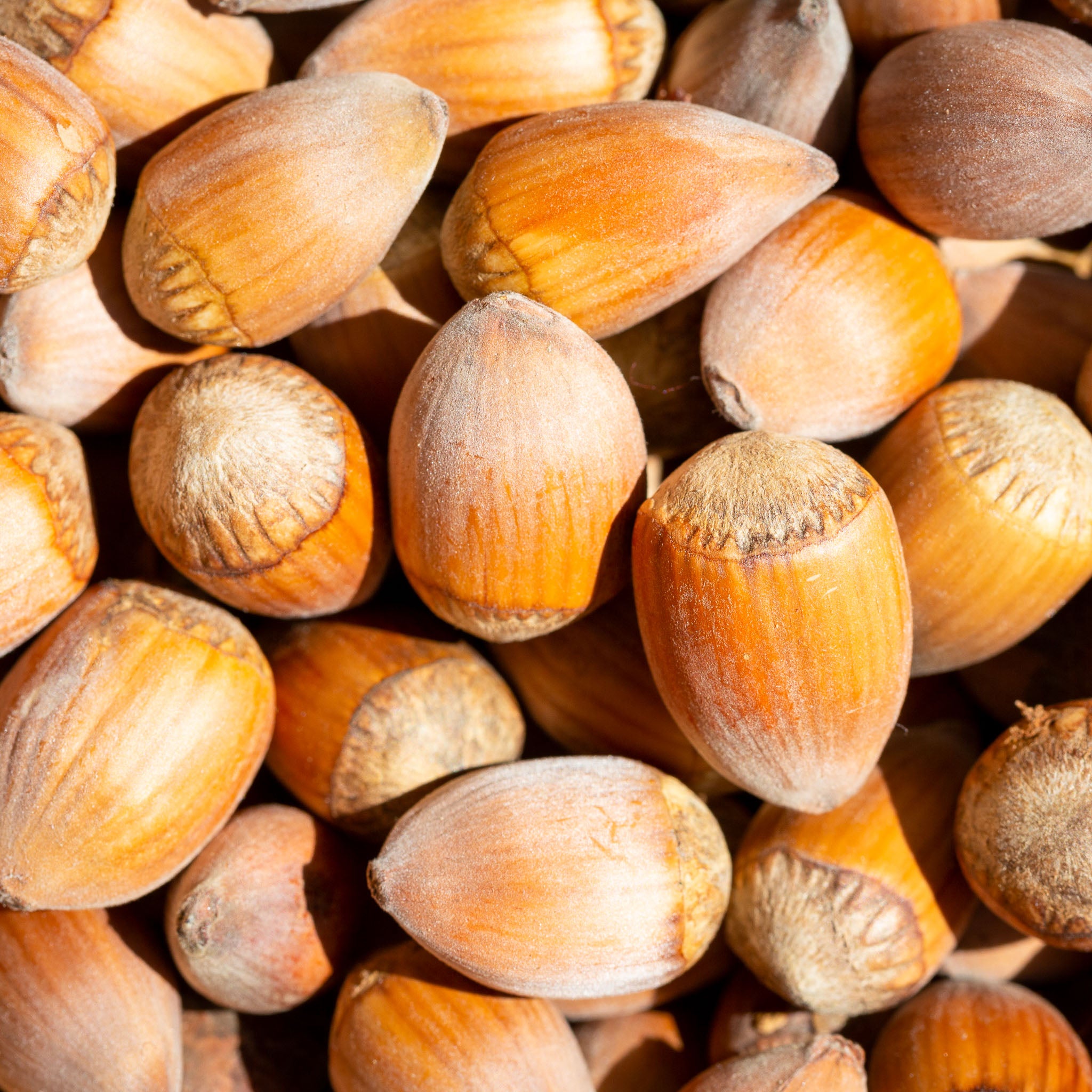 Haselnuss 'Lange Zellernuss'