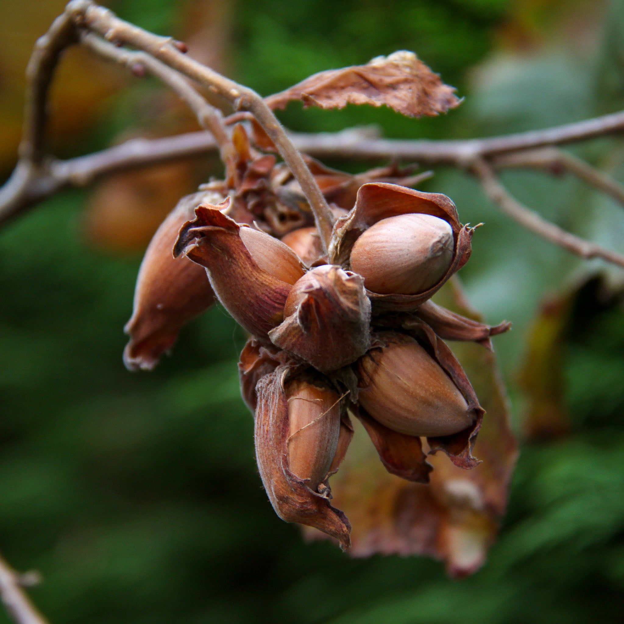 Haselnuss 'Lange Zellernuss'
