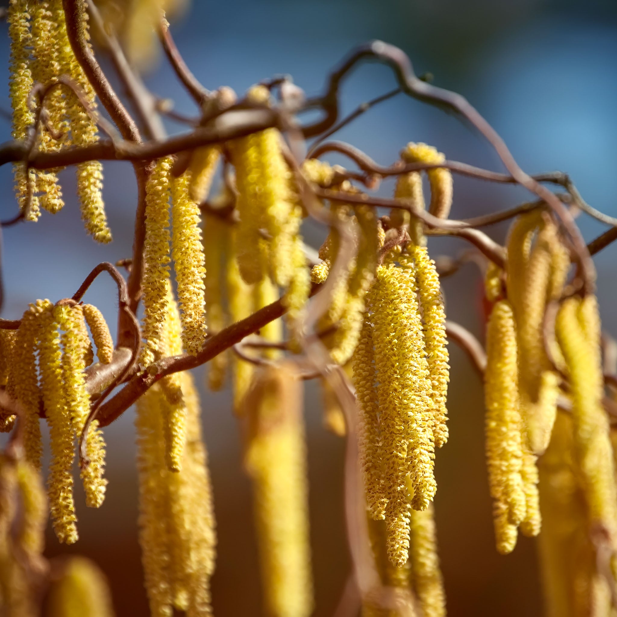 Haselnuss 'Lange Zellernuss'