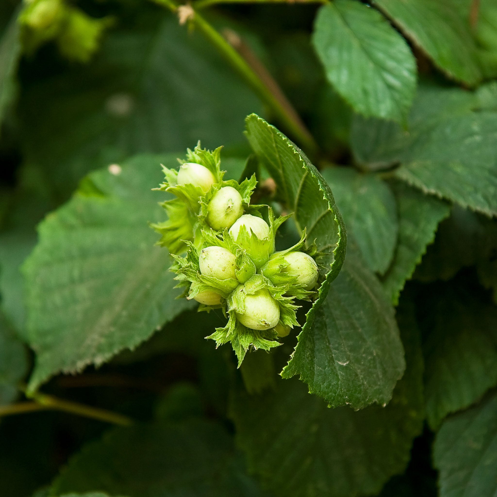 Haselnuss 'Lange Zellernuss'