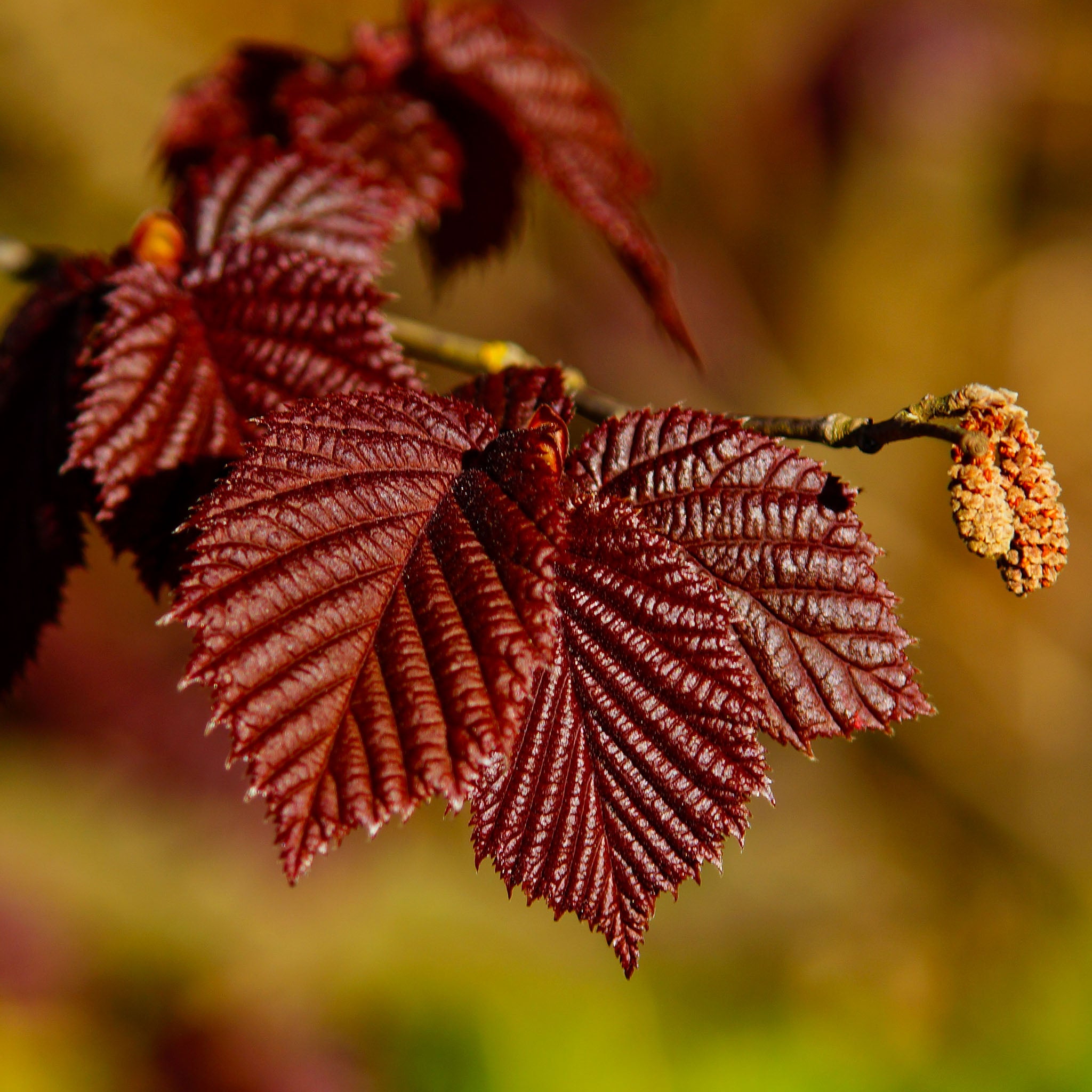 Haselnuss 'Lambertsnuss'