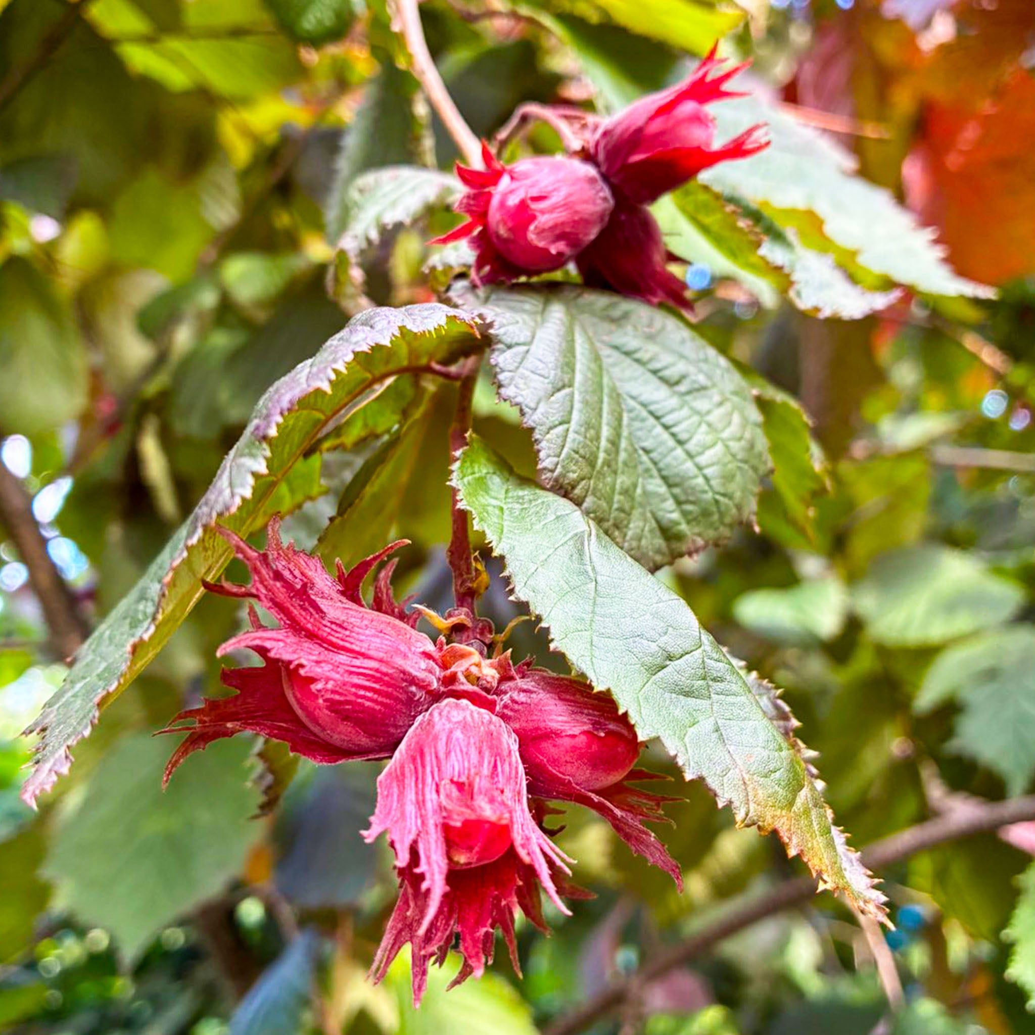 Haselnuss 'Lambertsnuss'