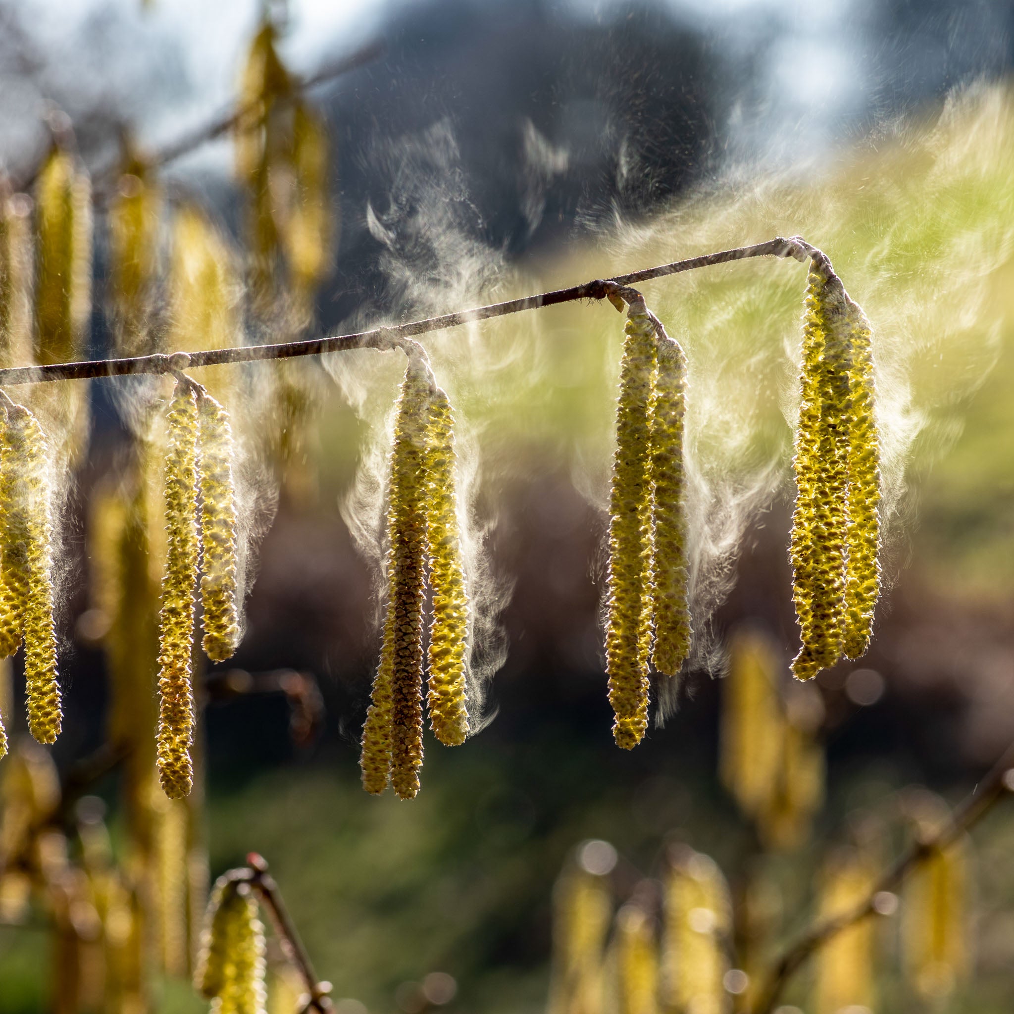 Haselnuss 'Rote Zellernuss'