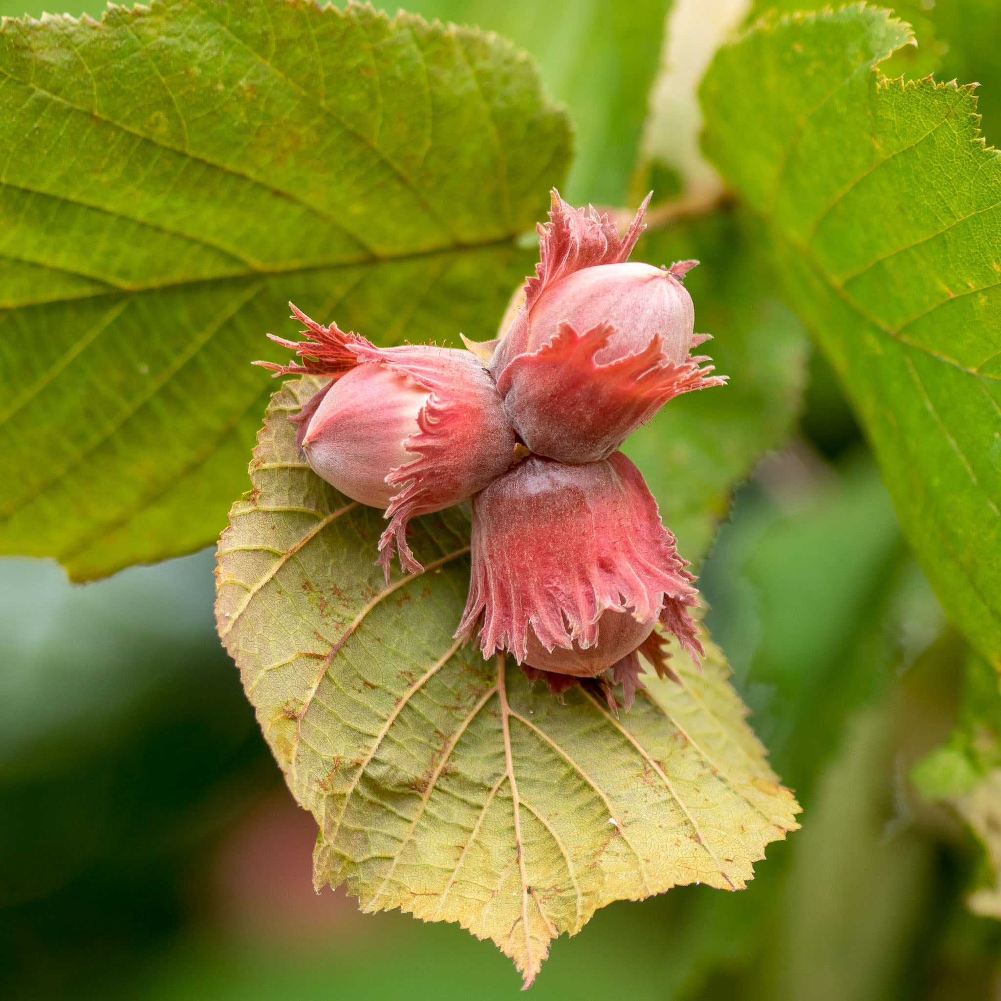 Haselnuss 'Rote Zellernuss'