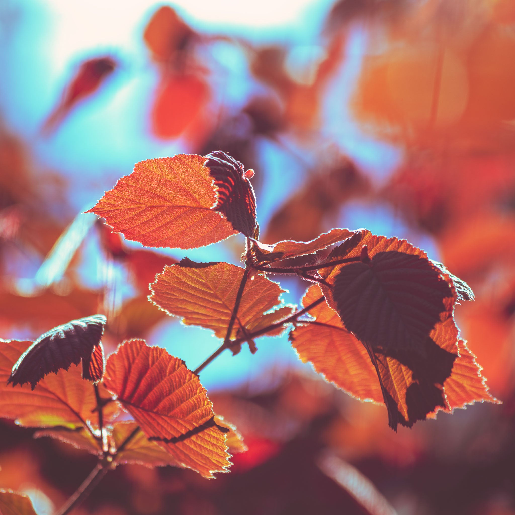 Haselnuss 'Rote Zellernuss'