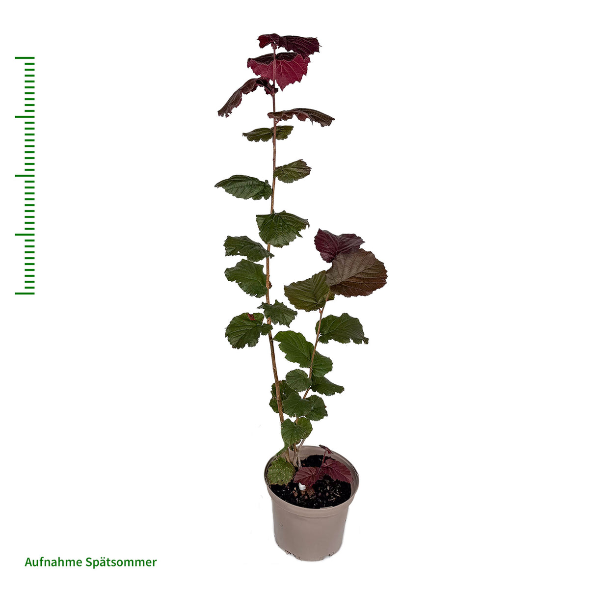 Haselnuss 'Rote Zellernuss'