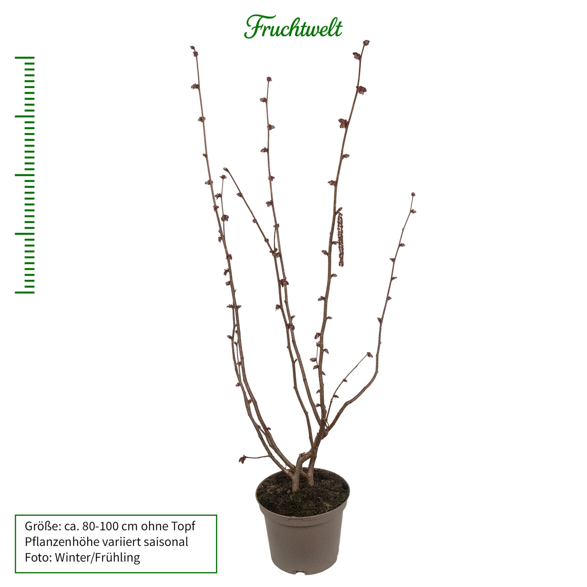 Haselnuss 'Rote Zellernuss'