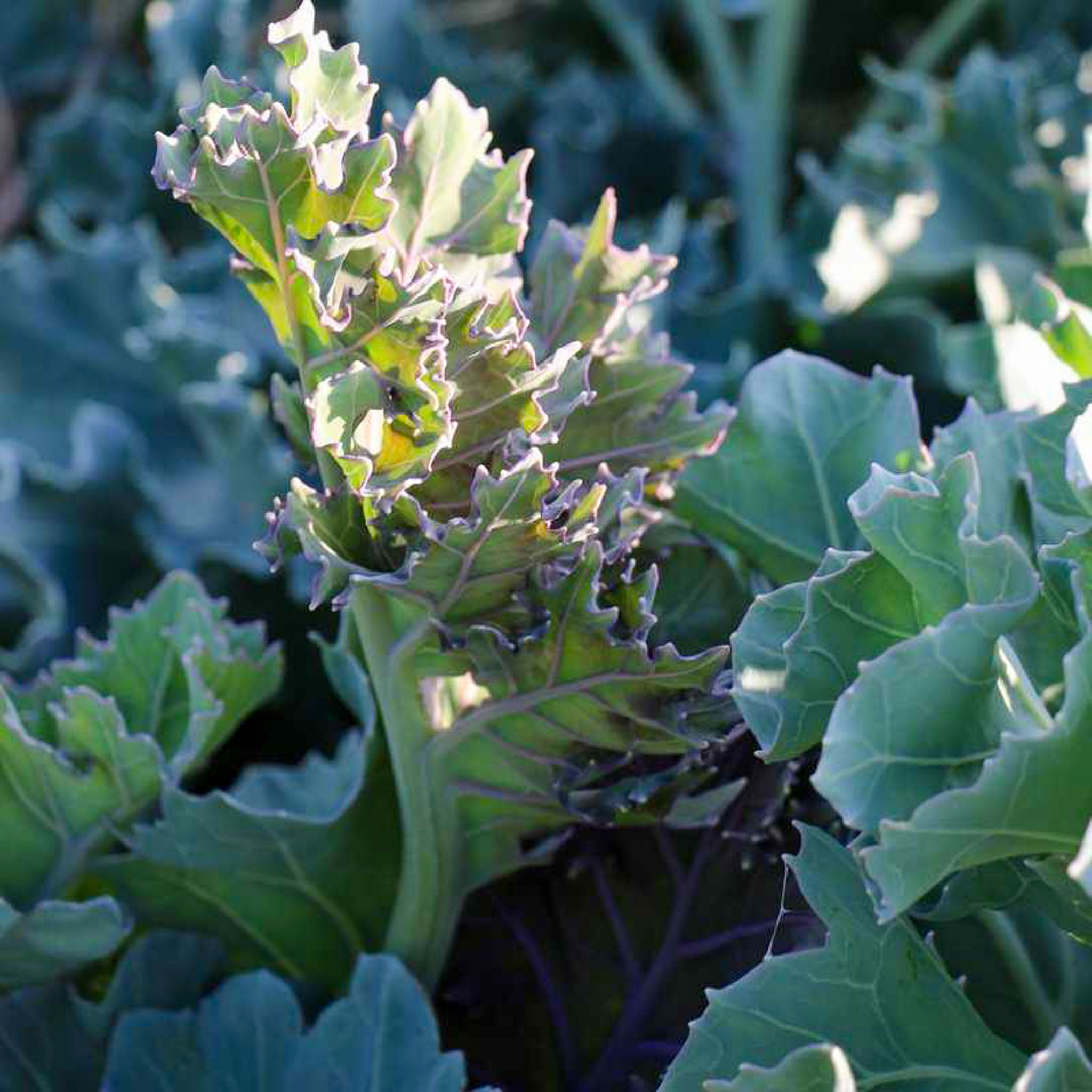 Meerkohl 'Blue Caramba®'