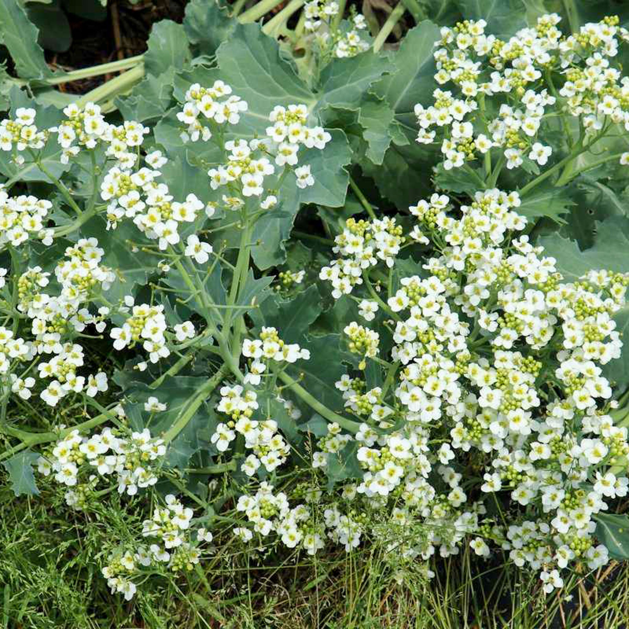 Meerkohl 'Green Caramba®'