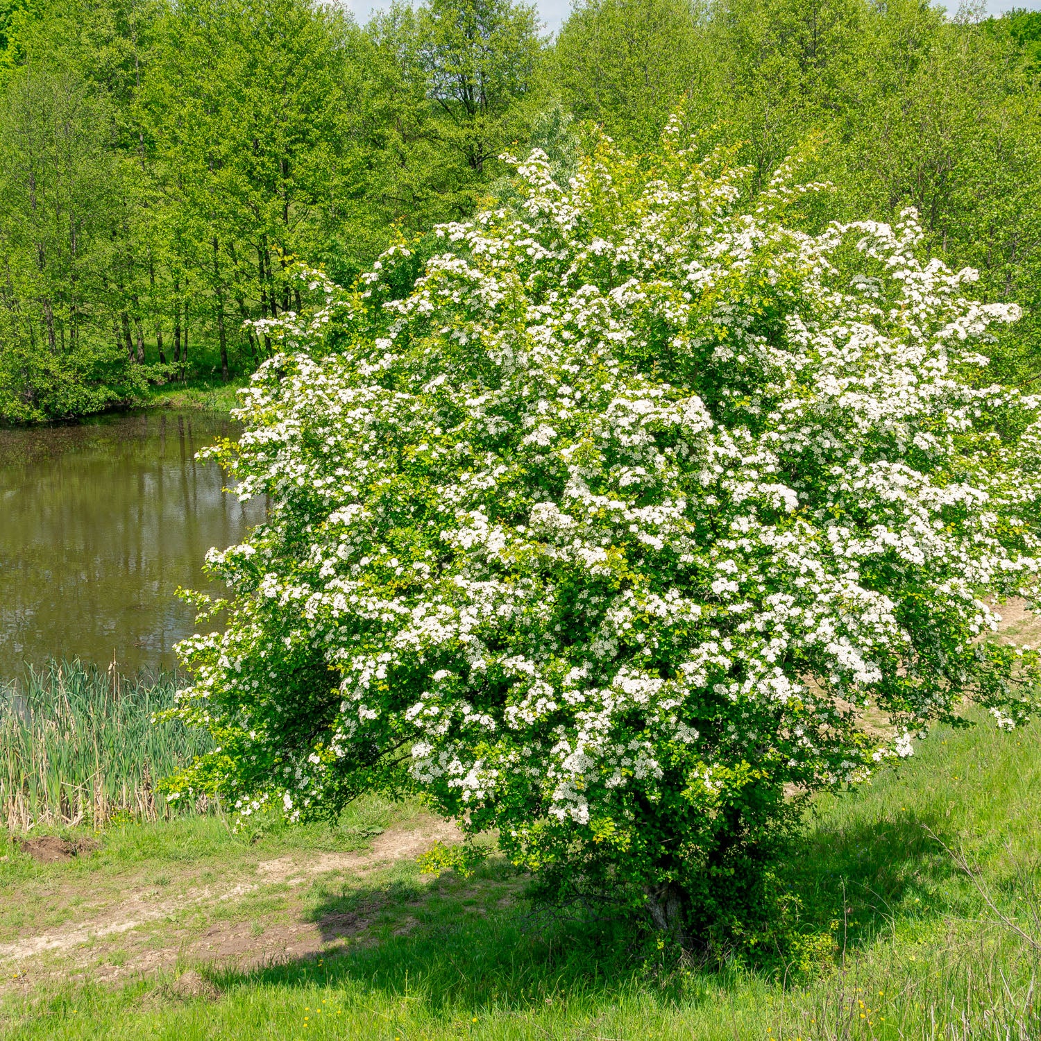 Eingriffeliger Weißdorn - Solitärstrauch
