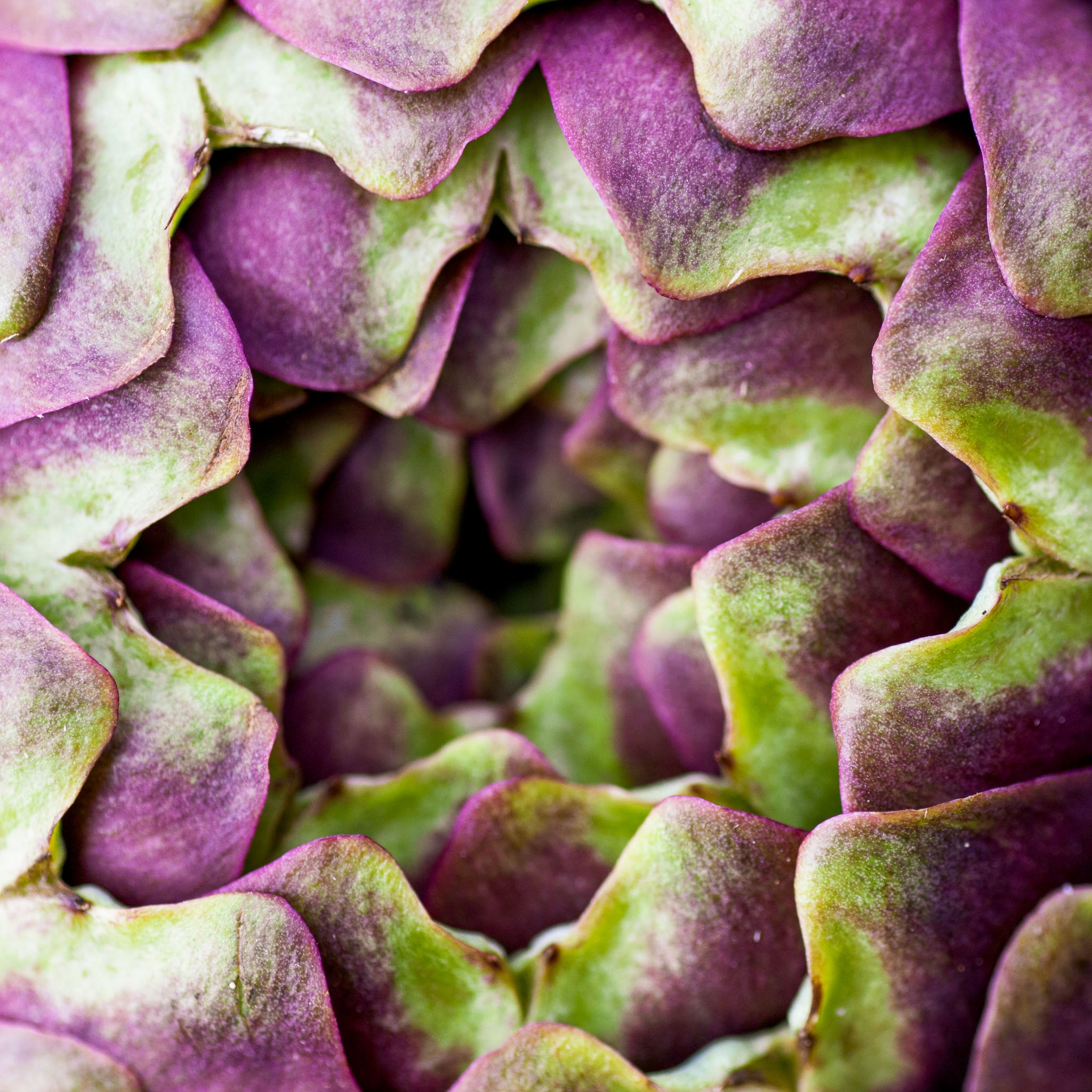 Artischocke 'Romano'