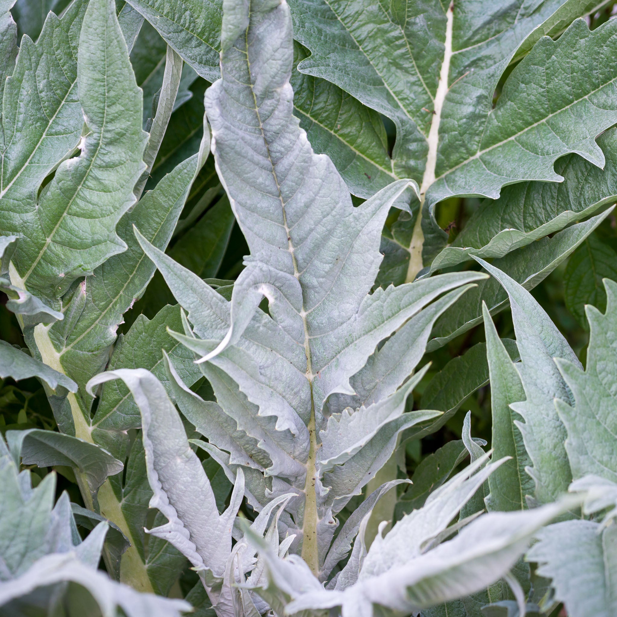 Artischocke 'Romano'