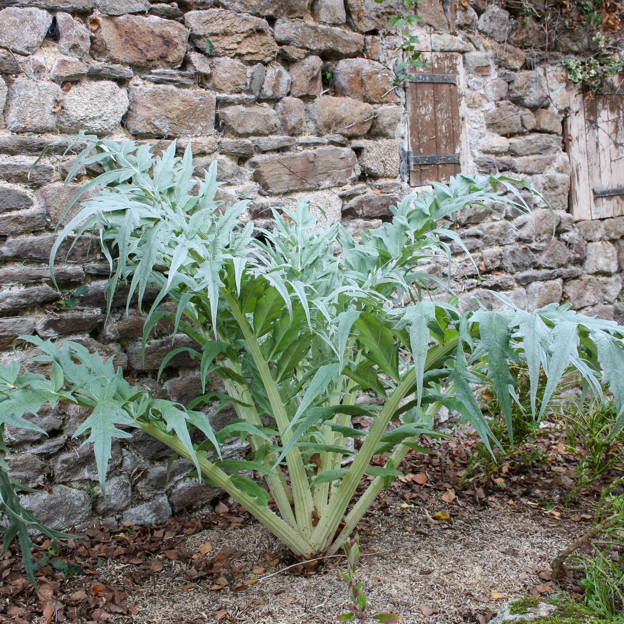 Artischocke 'Verdiano'