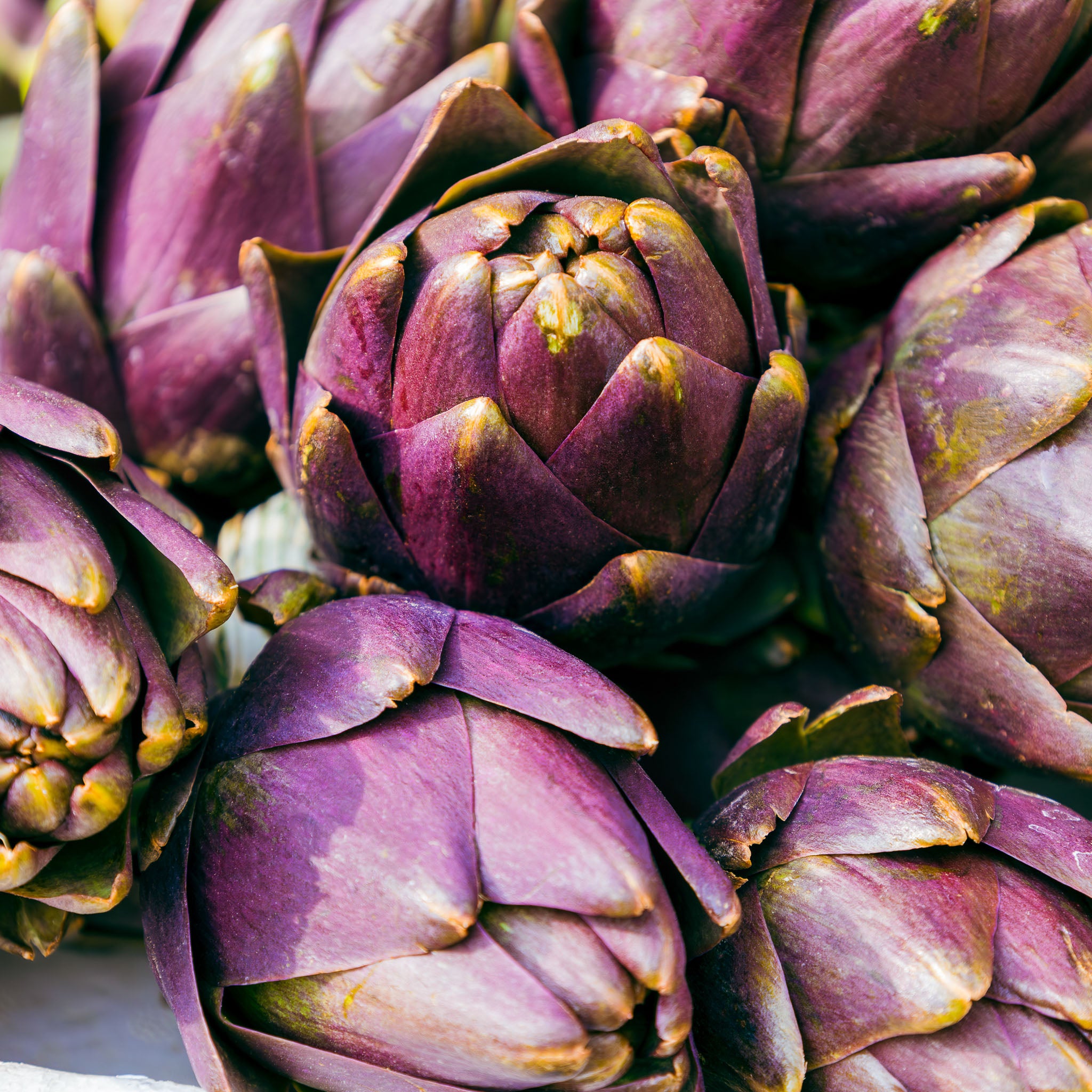 Artischocke 'Violet de Provence'