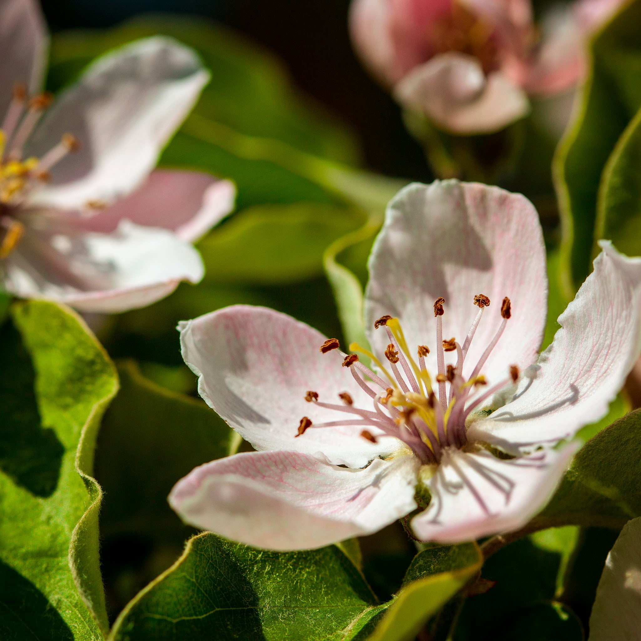 Quitte 'Cydora Robusta®'