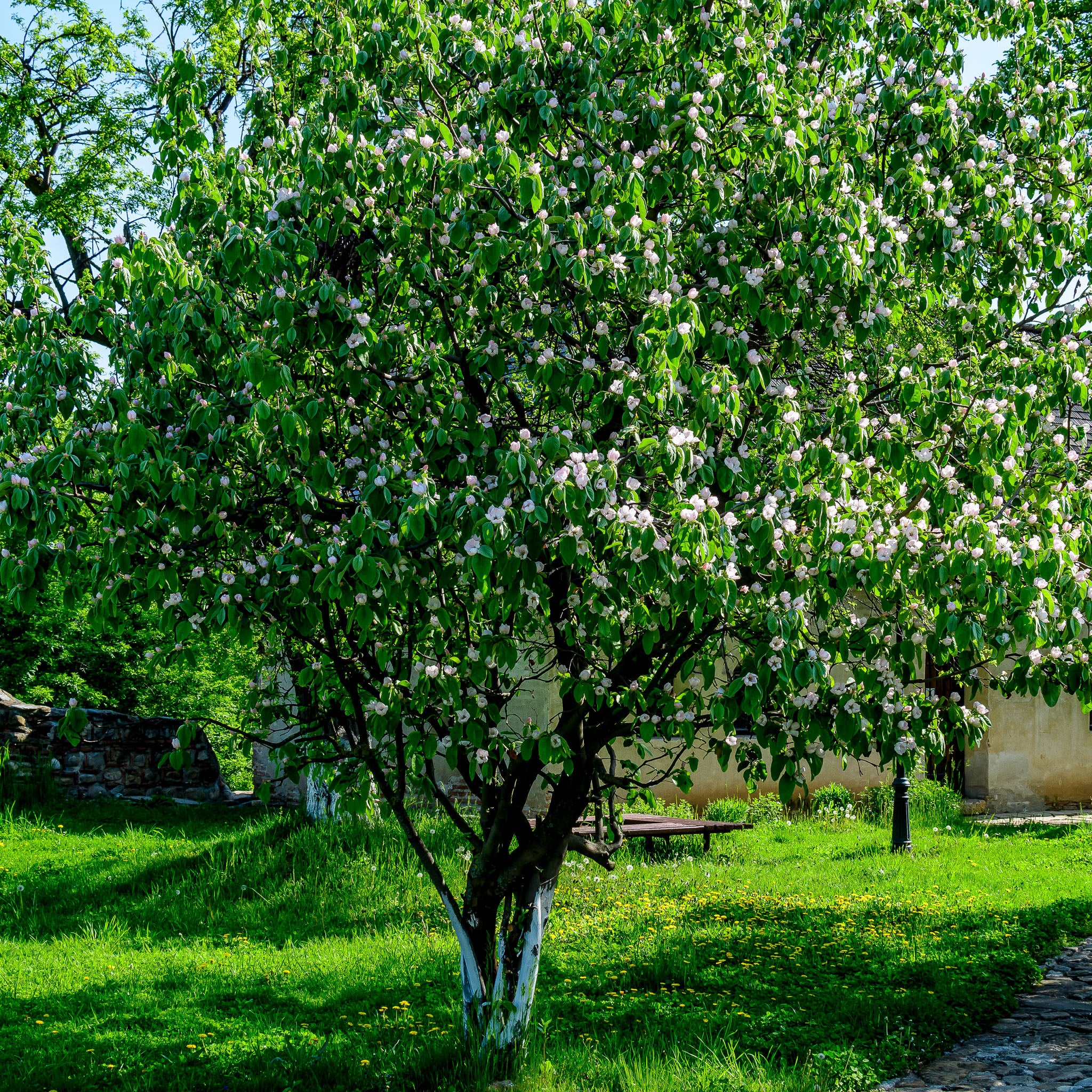 Quitte 'Cydora Robusta®'