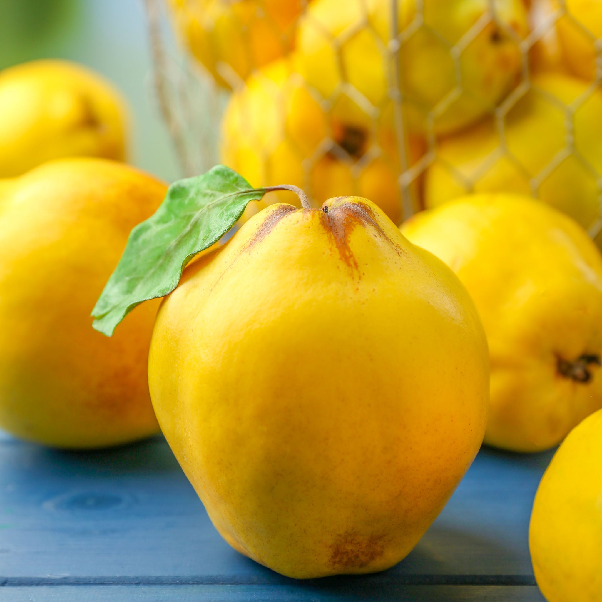 Quitte 'Cydora Robusta®'
