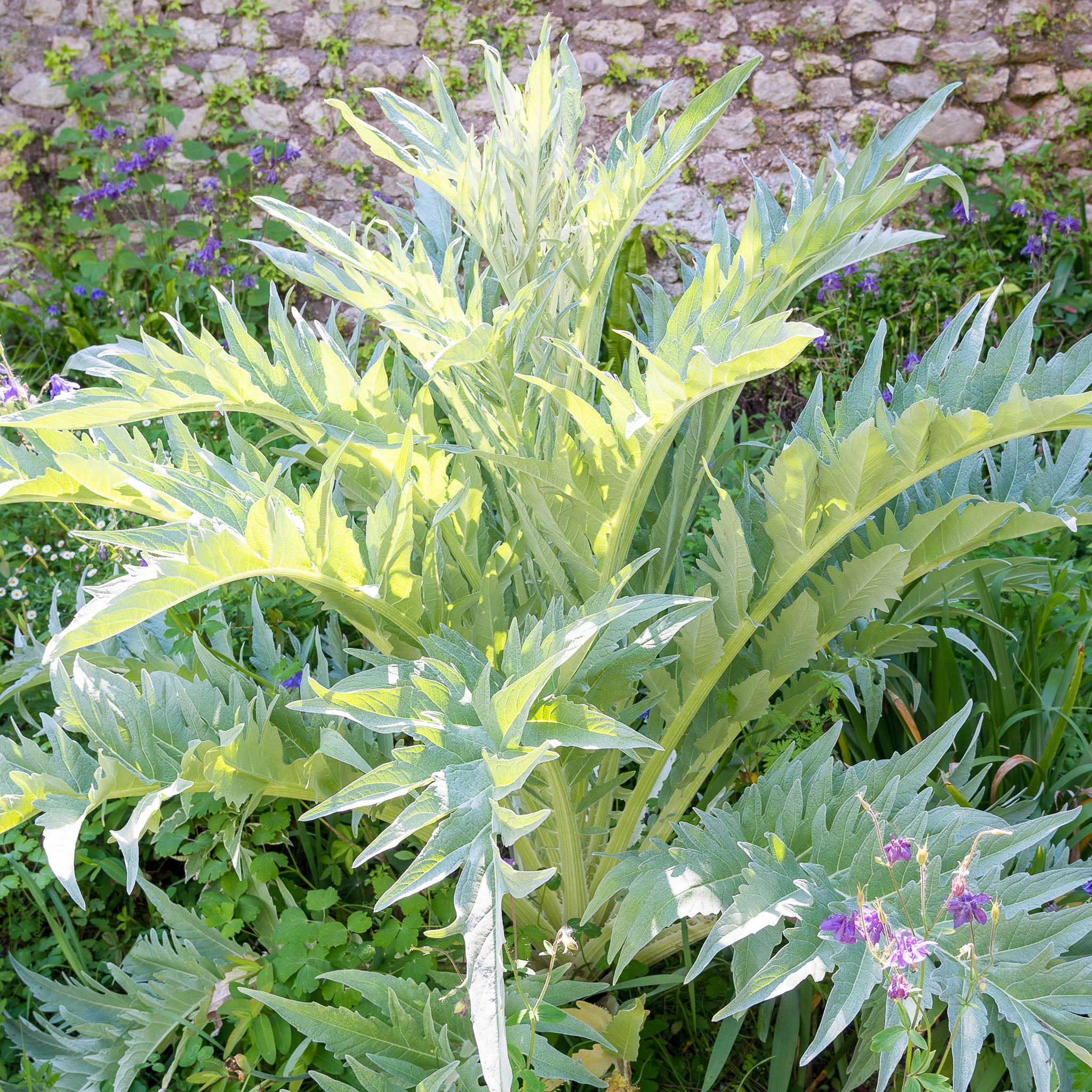 Kardone 'Bianco Avorio'