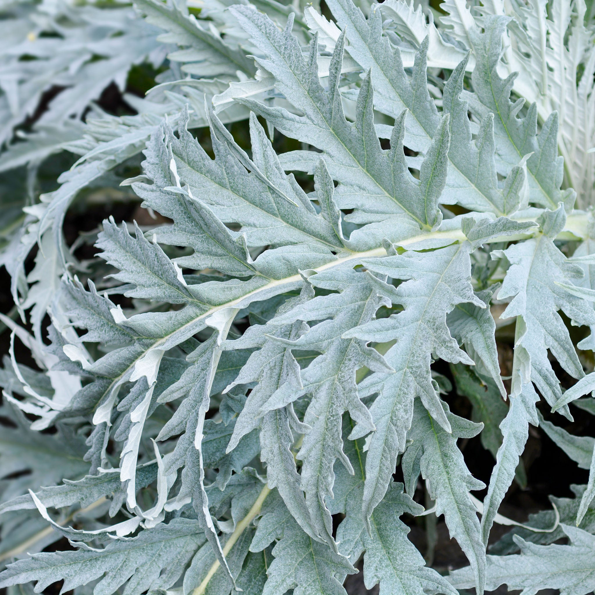 Kardone 'Bianco Avorio'