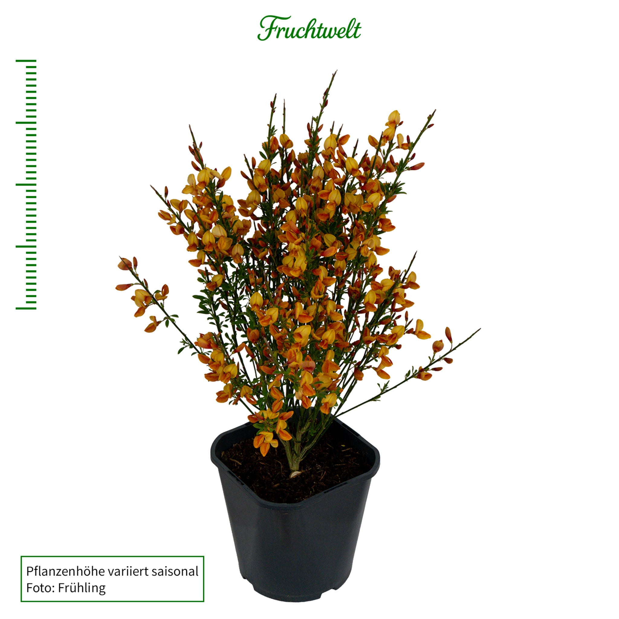 Ginster 'Apricot Gem'