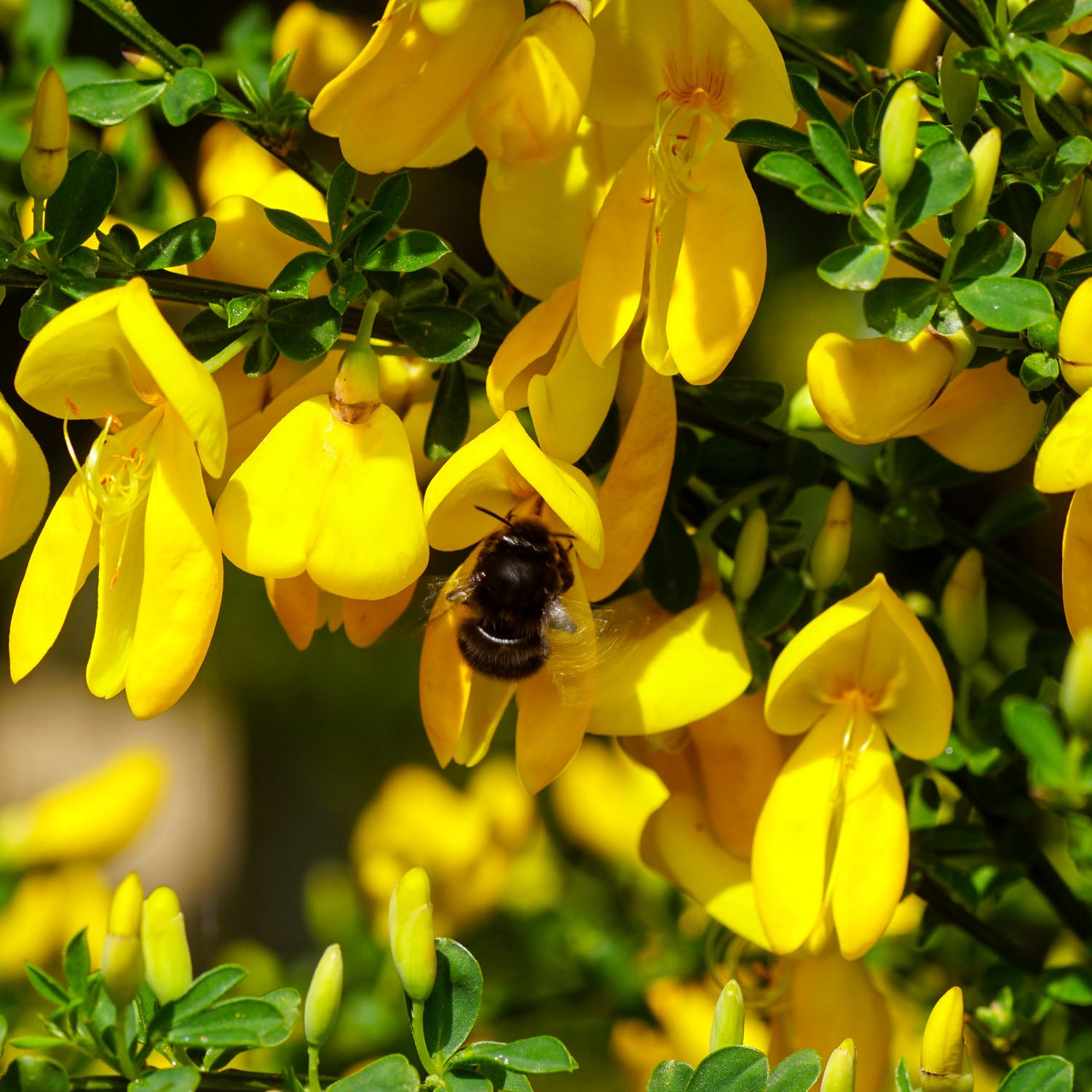 Ginster 'Allgold'