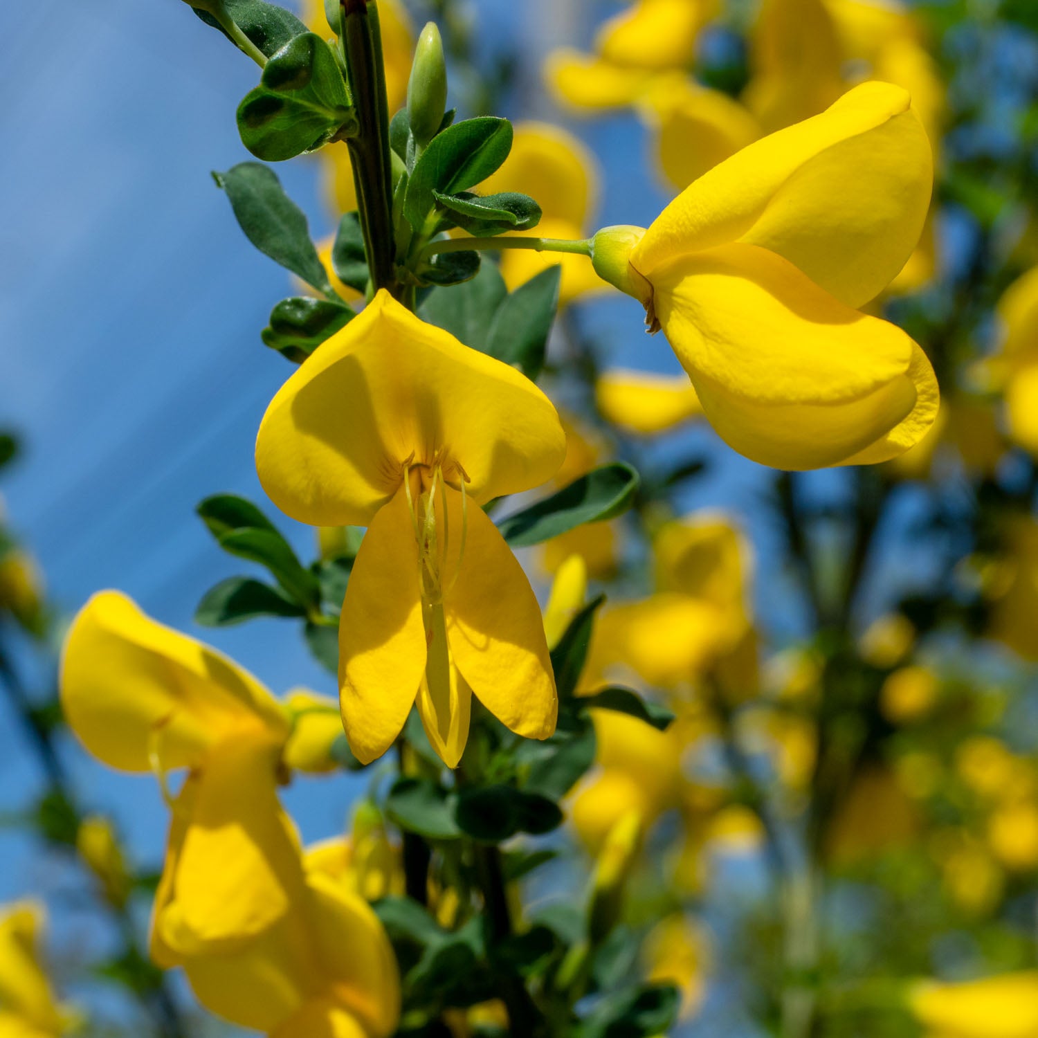 Ginster 'Allgold'