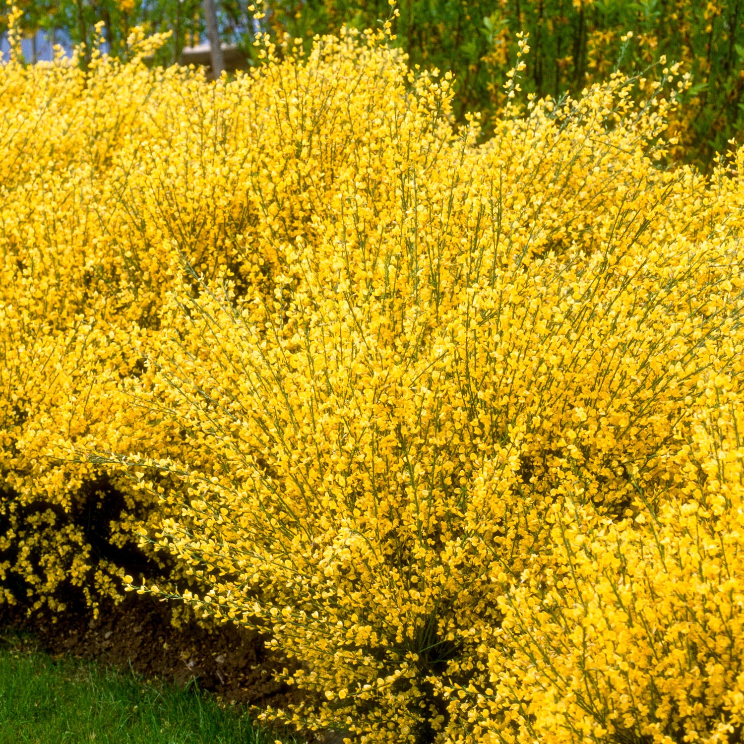 Ginster 'Allgold'