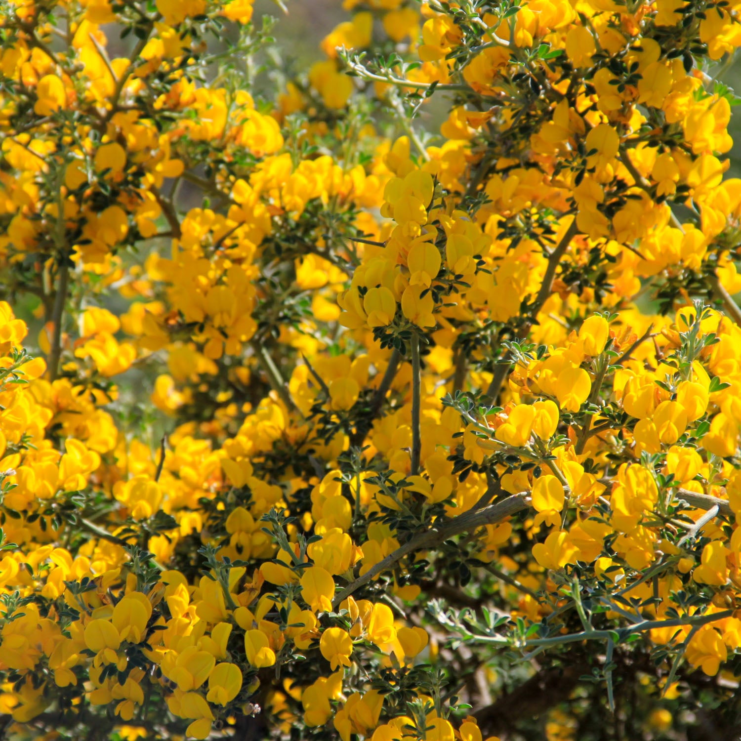 Ginster 'Allgold'