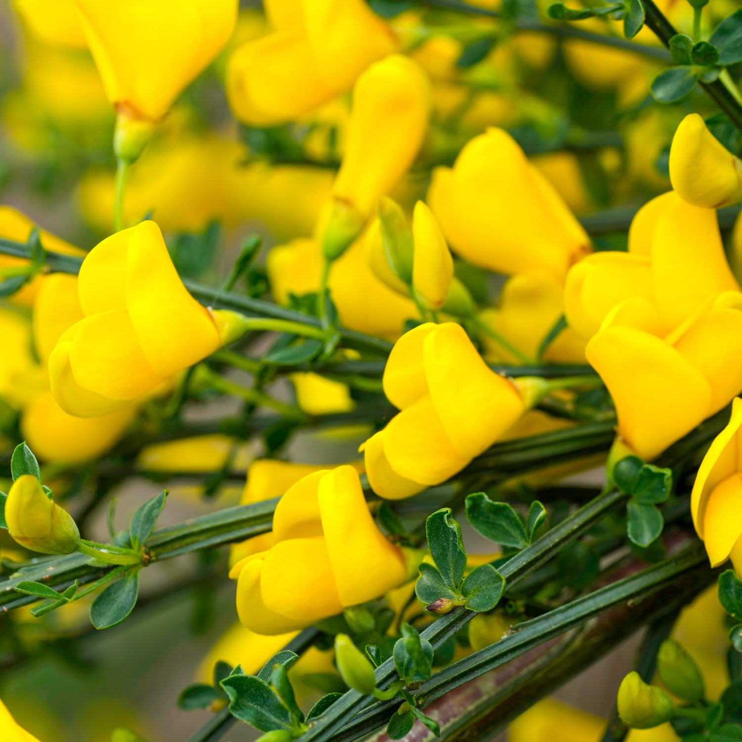 Ginster 'Allgold'