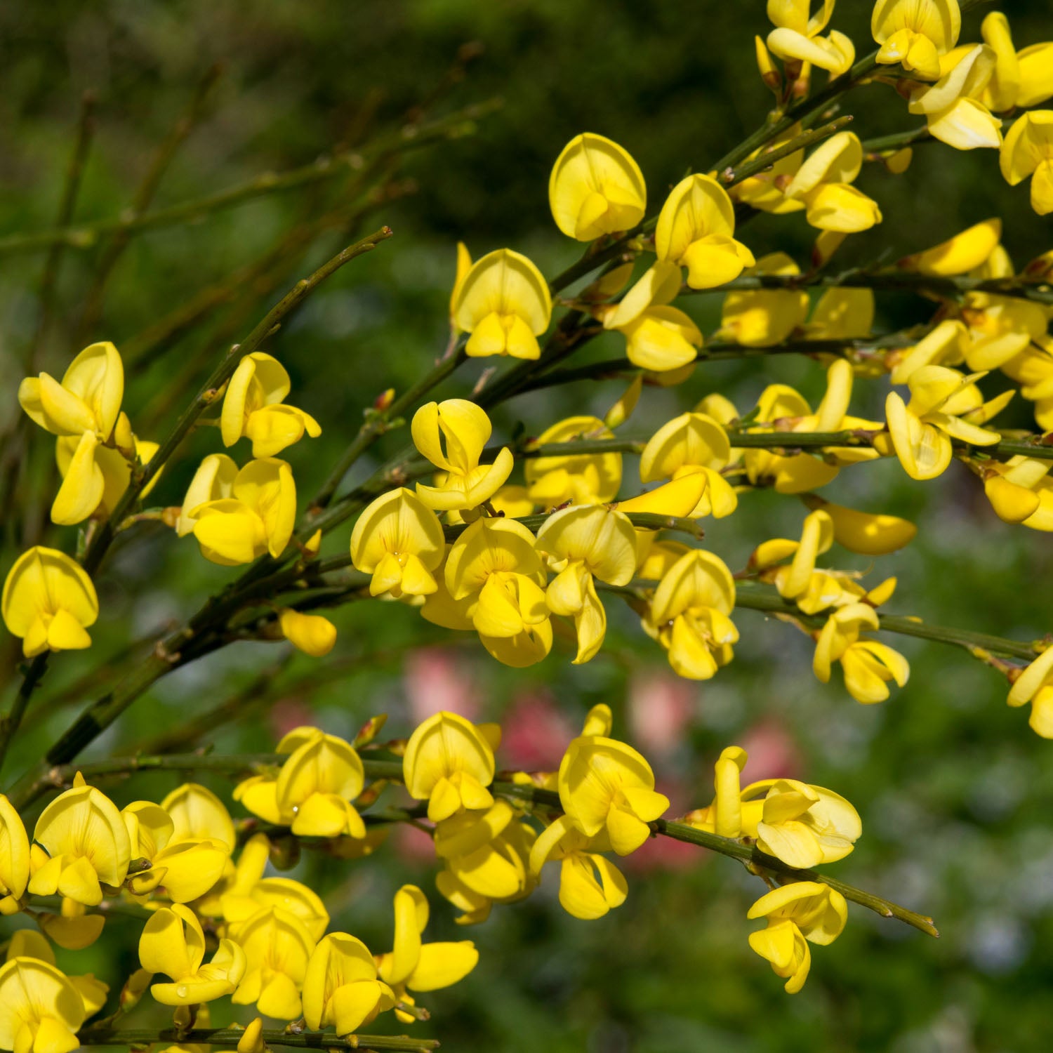 Ginster 'Allgold'