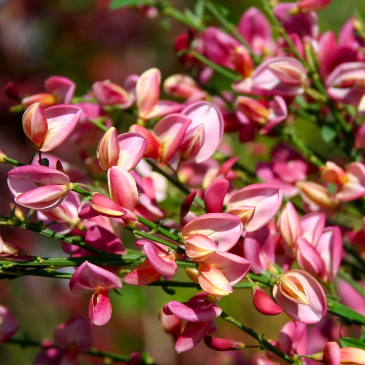 Ginster 'Hollandia'