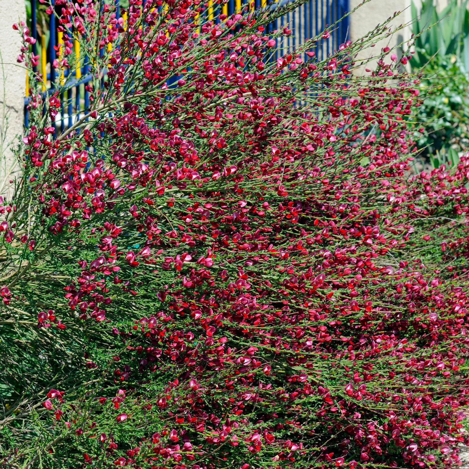Ginster 'Hollandia'
