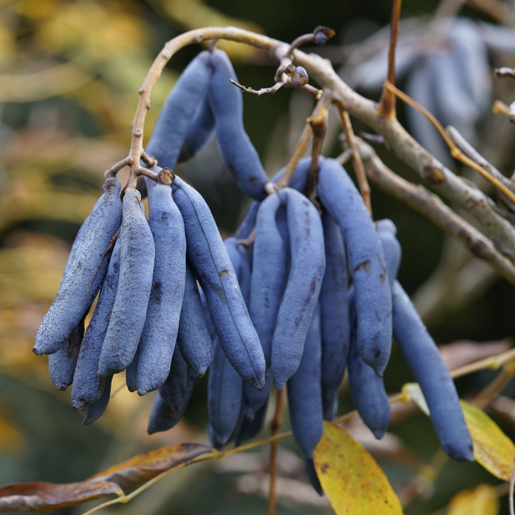 Blauschotenstrauch